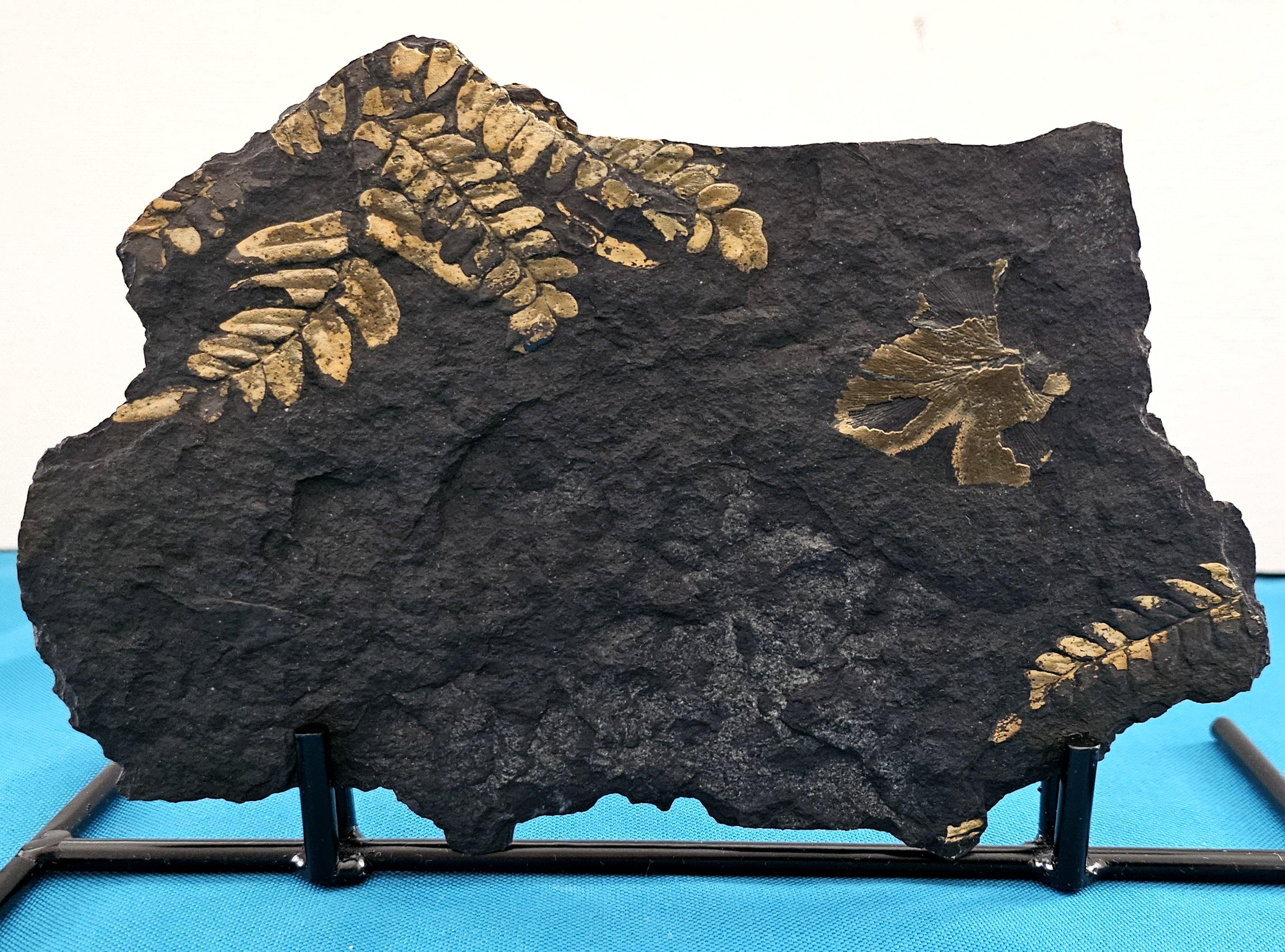 Neuropteris Ovata Spezies, natürliches Baumfarn Fossil Exemplar ca. 305 Millionen Jahre alt.
Das in der Llewellyn Formation (PA) entdeckte Pflanzenfossil ist ein schönes natürliches Exemplar. Die Farben entstanden im Laufe der Zeit auf natürliche