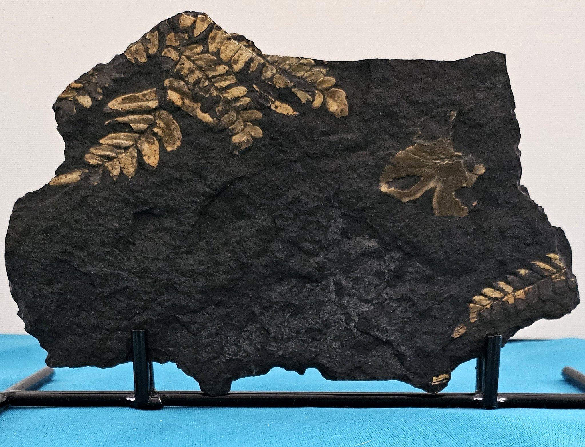 Neuropteris Ovata Art, Natürliches Baumfarn Fossil Exemplar ca. 305 Millionen Jahre (Sonstiges) im Angebot