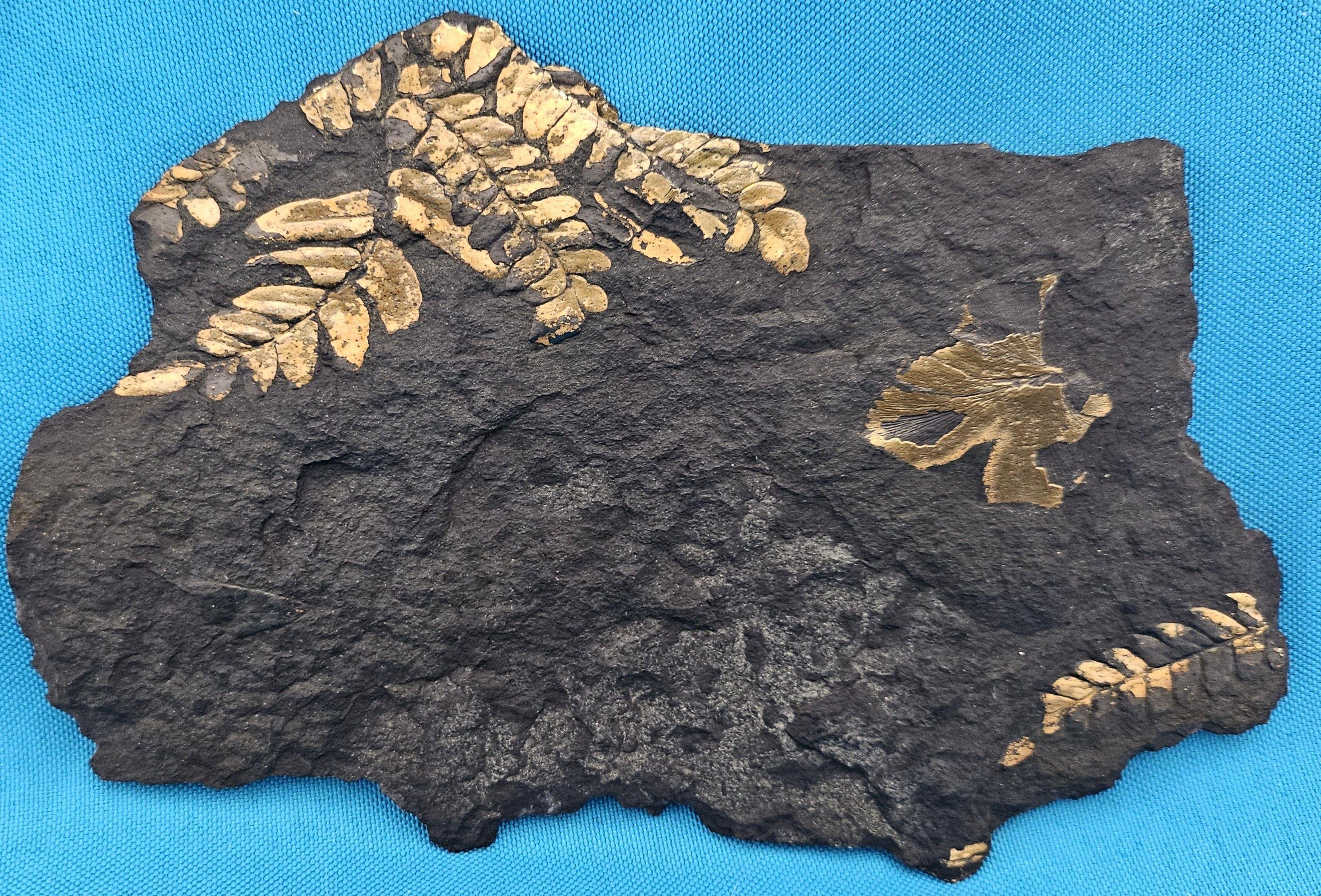 Neuropteris Ovata Spezies, natürliches Baumfarn Fossil Exemplar ca. 305 Millionen Jahre alt.
Das in der Llewellyn Formation (PA) entdeckte Pflanzenfossil ist ein schönes natürliches Exemplar. Die Farben entstanden im Laufe der Zeit auf natürliche