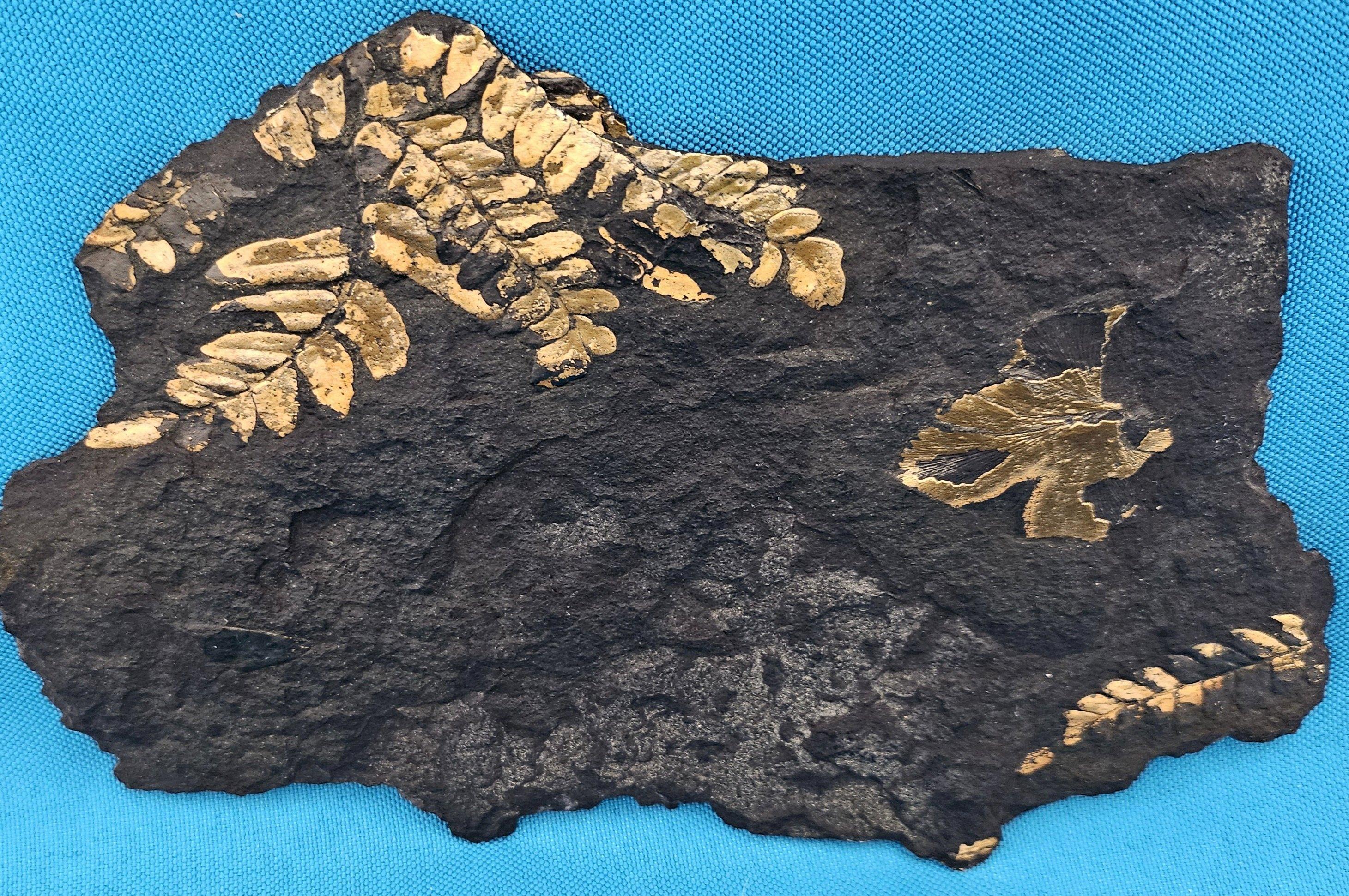 Neuropteris Ovata Art, Natürliches Baumfarn Fossil Exemplar ca. 305 Millionen Jahre (Organische Moderne) im Angebot