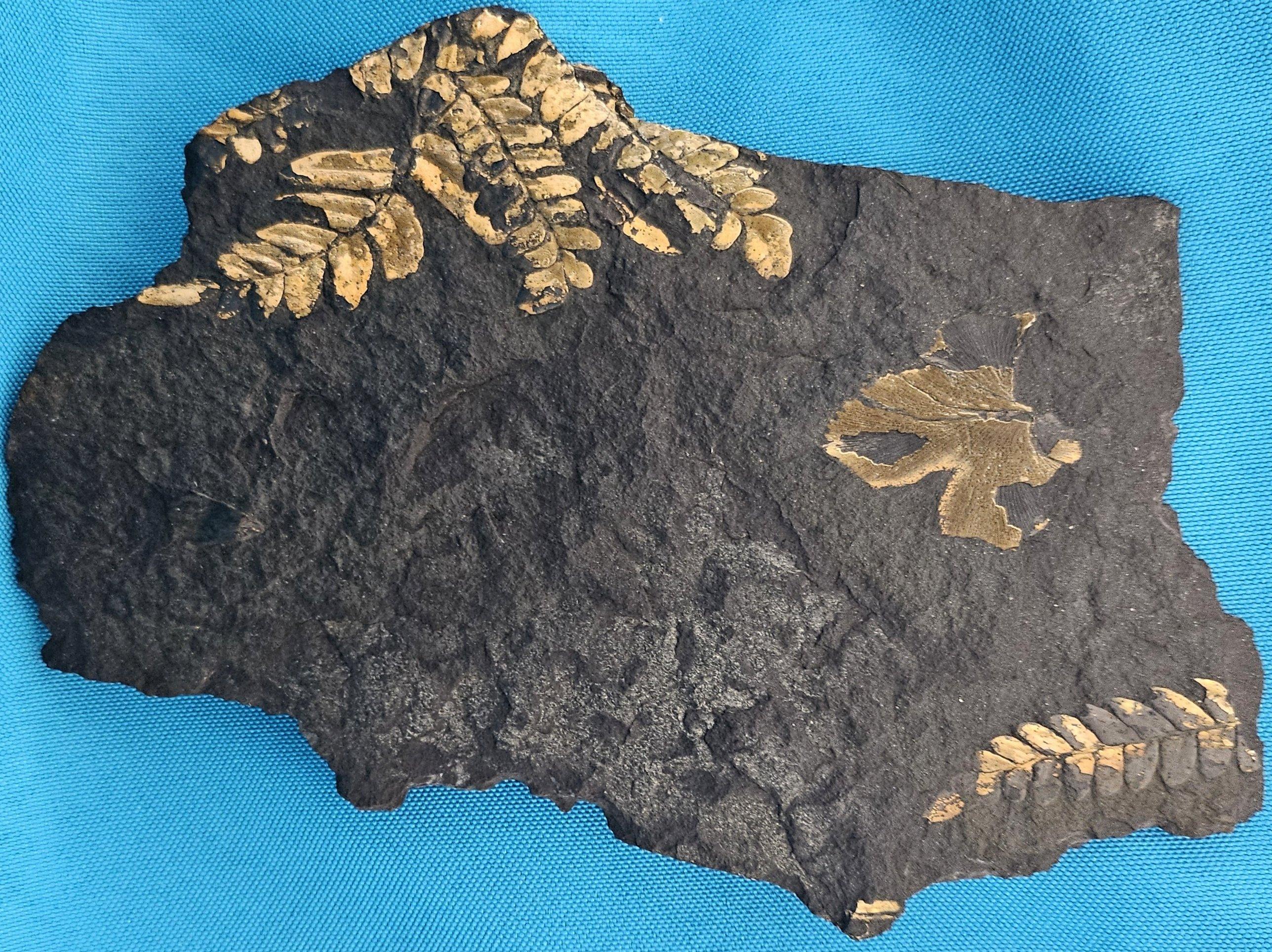 Neuropteris Ovata Art, Natürliches Baumfarn Fossil Exemplar ca. 305 Millionen Jahre (amerikanisch) im Angebot
