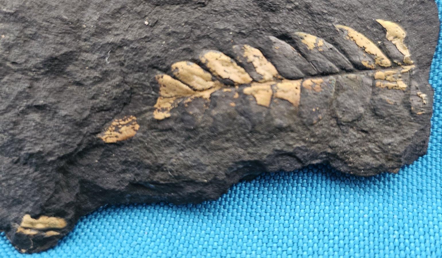 Neuropteris Ovata Art, Natürliches Baumfarn Fossil Exemplar ca. 305 Millionen Jahre im Zustand „Gut“ im Angebot in Warrenton, OR