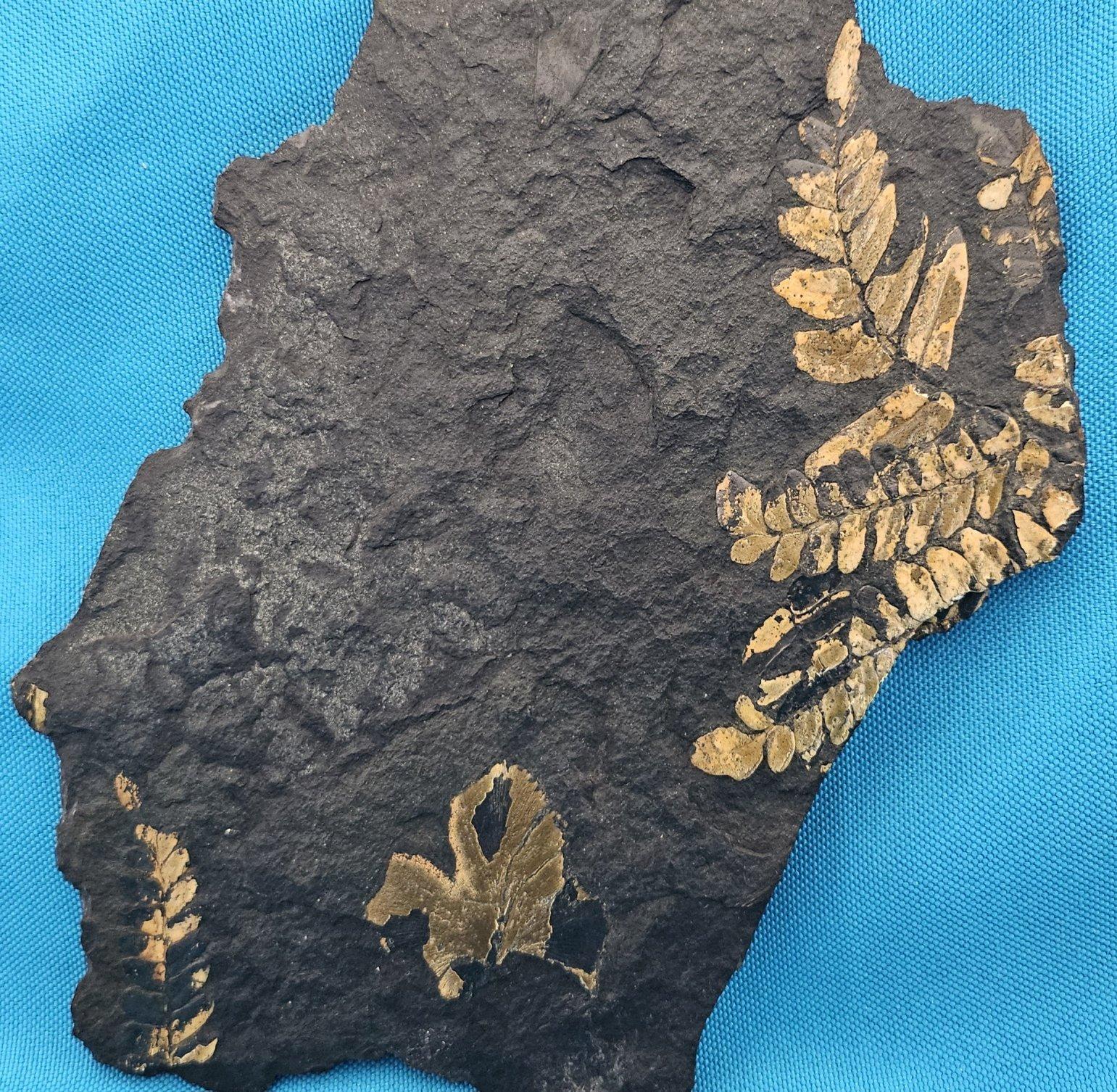Neuropteris Ovata Art, Natürliches Baumfarn Fossil Exemplar ca. 305 Millionen Jahre (Organisches Material) im Angebot
