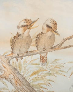 After Neville Henry Cayley (1854-1903) - 1893 Lithograph, Kookaburras