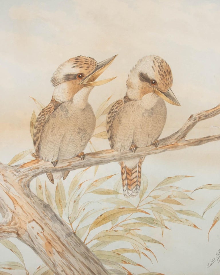After Neville Henry Cayley (18541903) Lithograph, Kookaburras For Sale