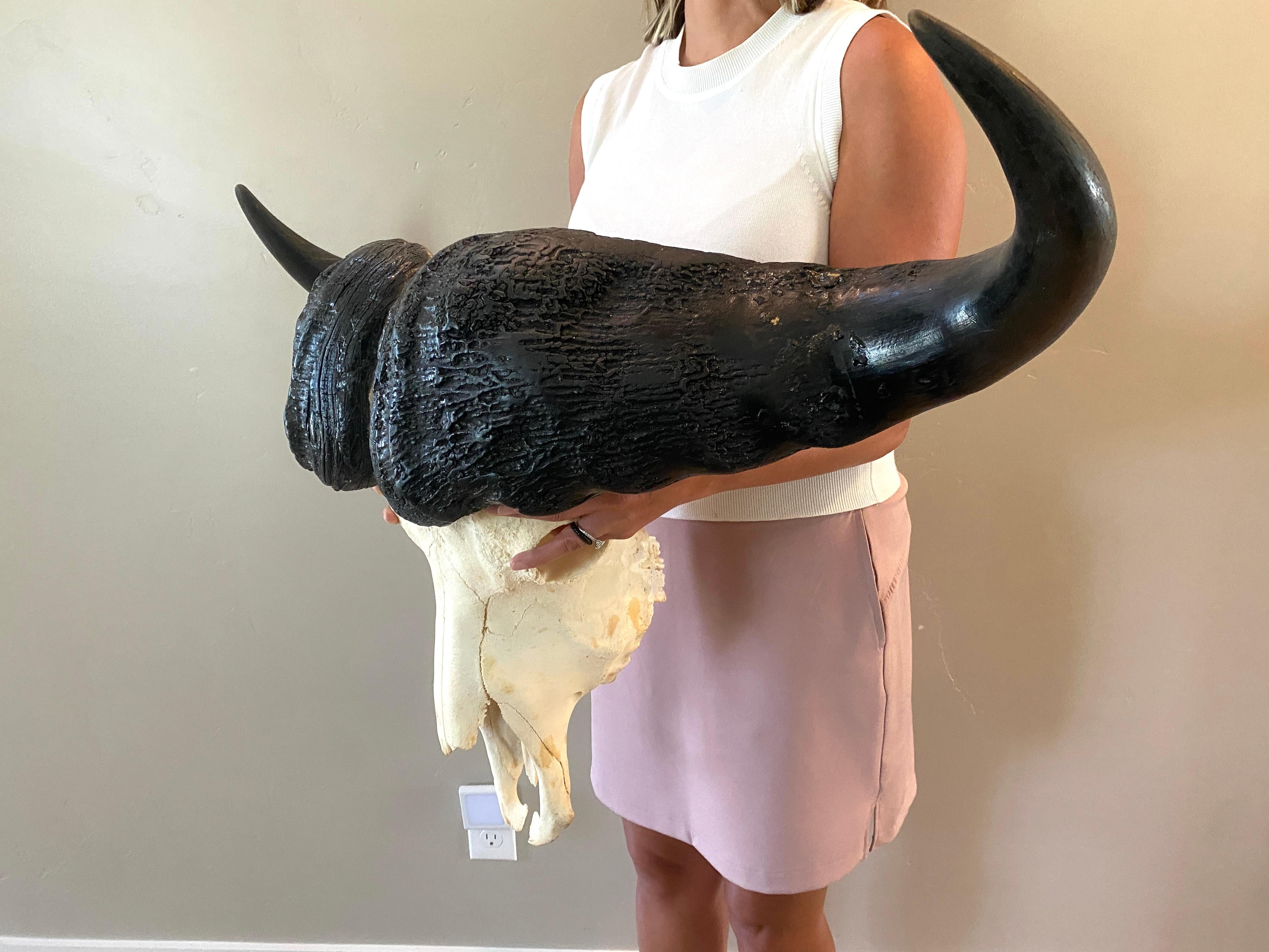 Africano Teschio di bufalo del Capo dell'Africa Nuova - Tassidermia per la decorazione della casa e l'esposizione del mobile in vendita