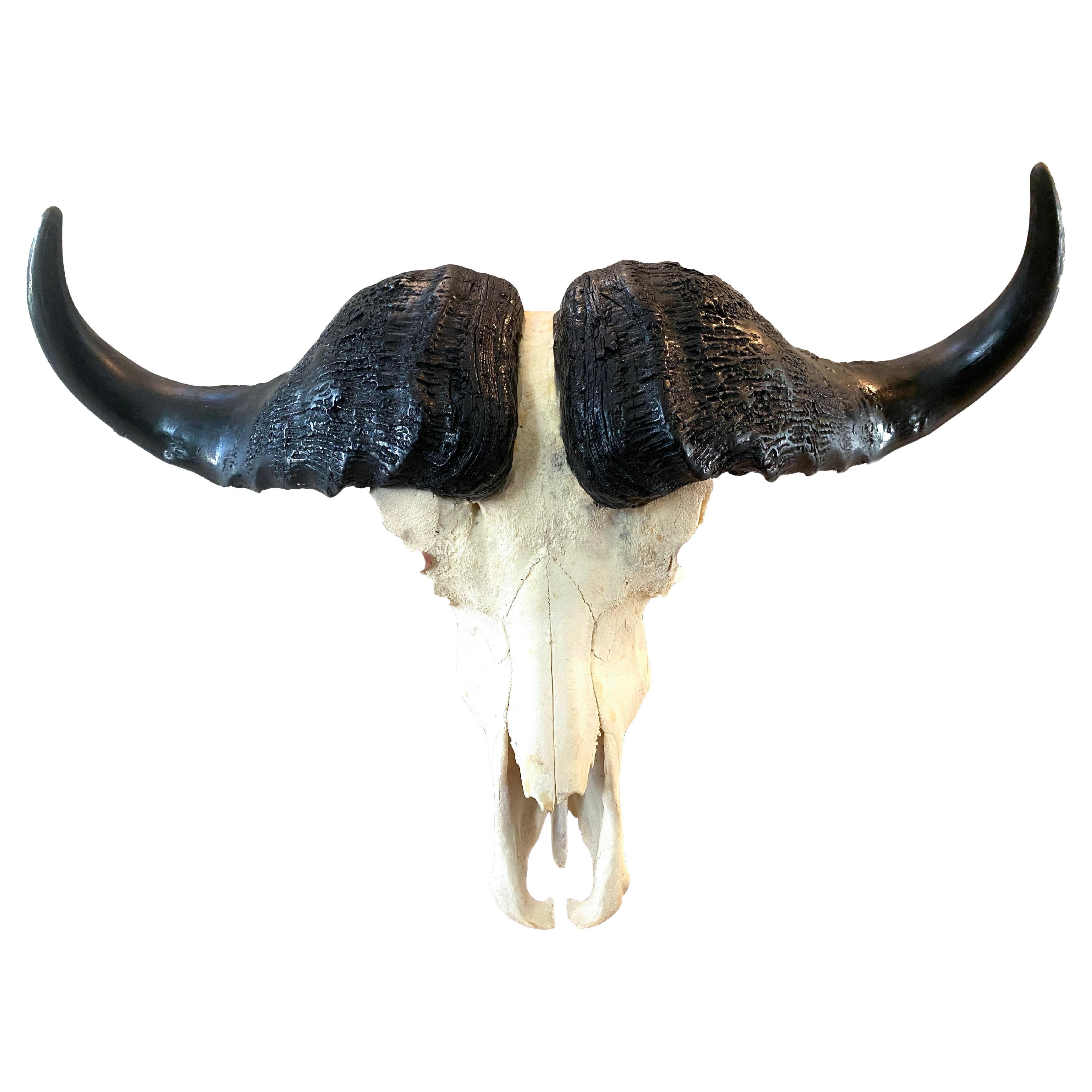 Teschio di bufalo del Capo dell'Africa Nuova - Tassidermia per la decorazione della casa e l'esposizione del mobile in vendita