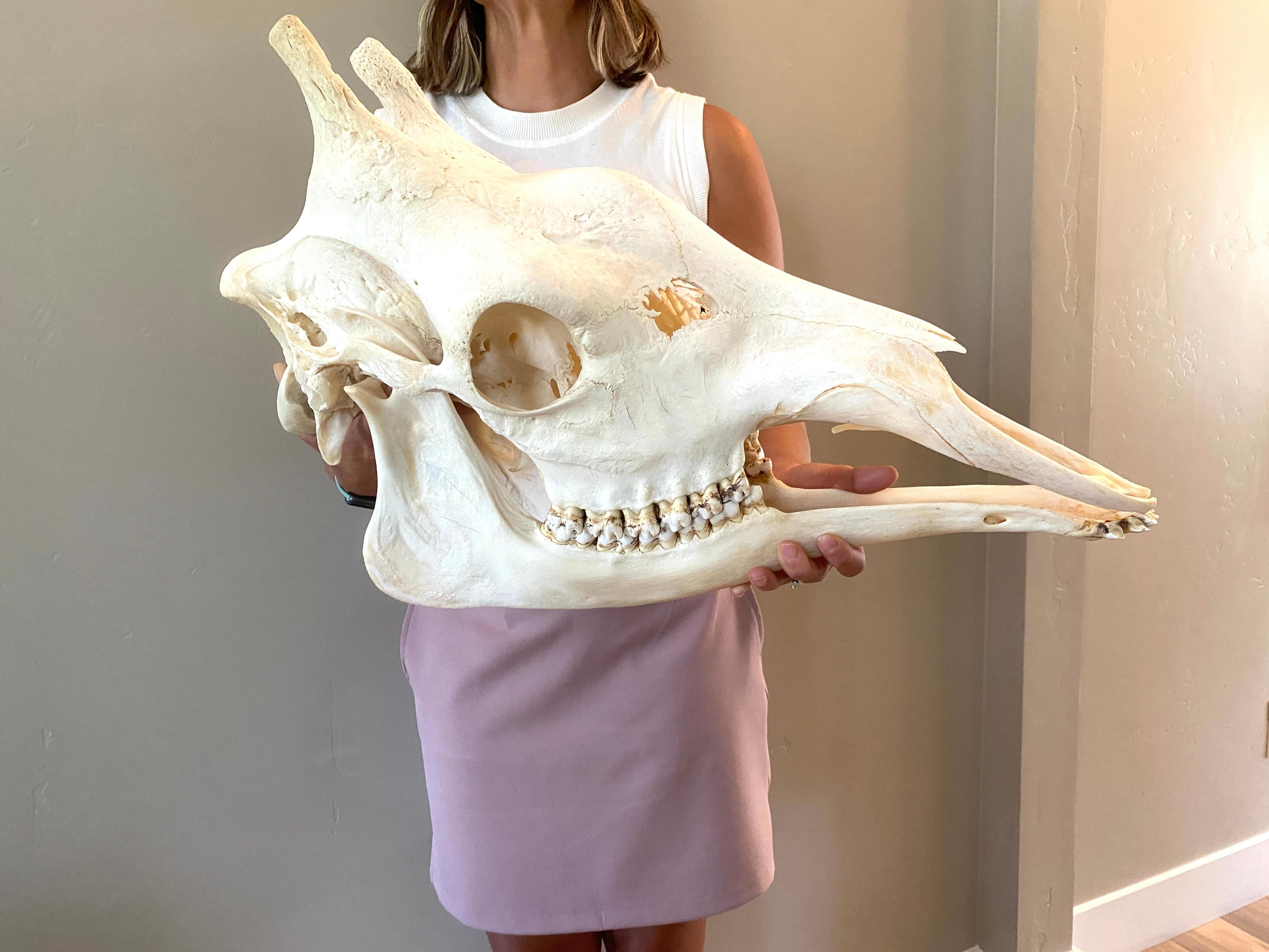 Questo teschio di giraffa africana è in ottime condizioni, non usato, e misura 24