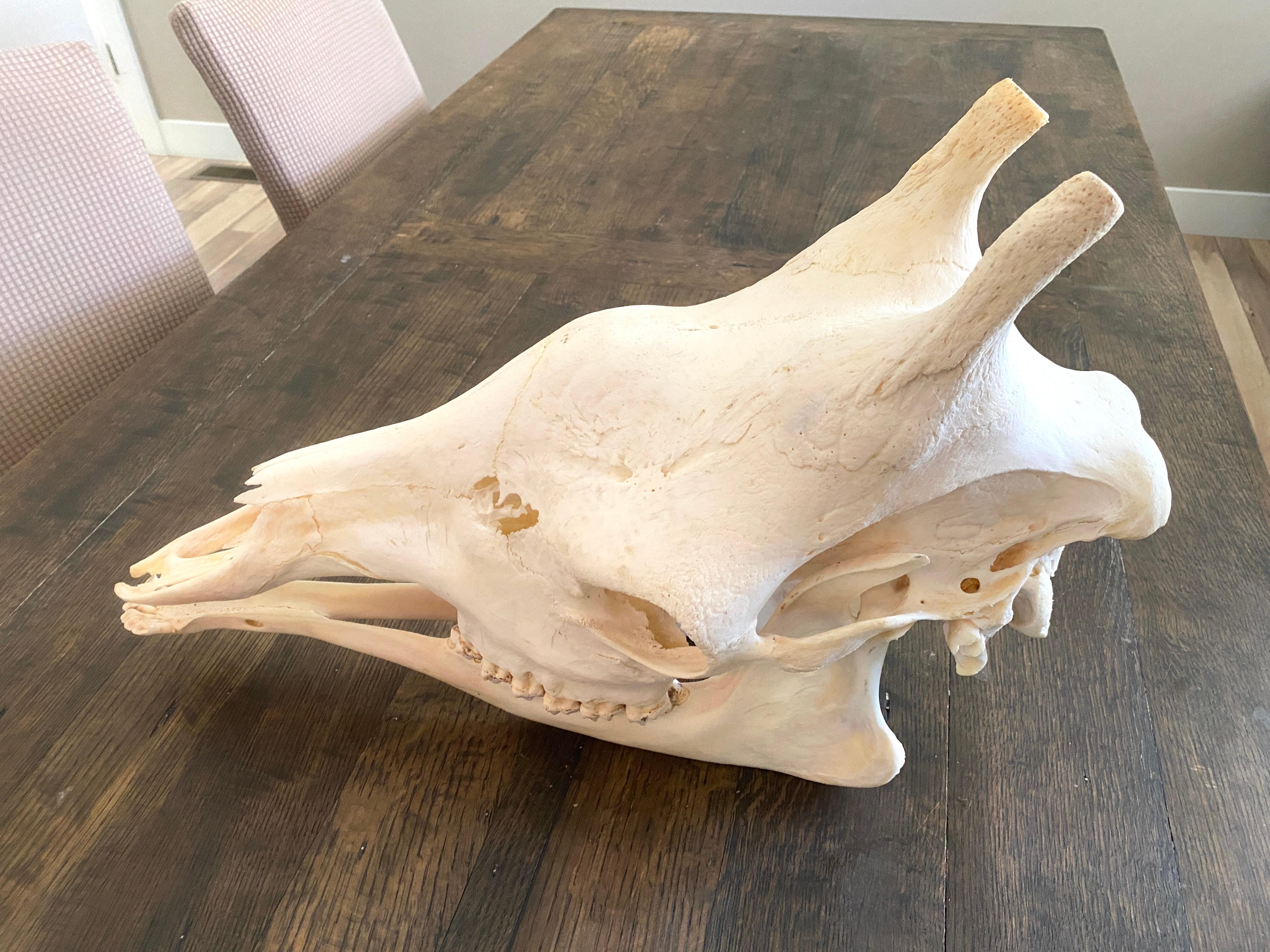 Sbiancato Teschio di giraffa africana &New - Tassidermia - Decorazione per la casa e per l'armadio in vendita