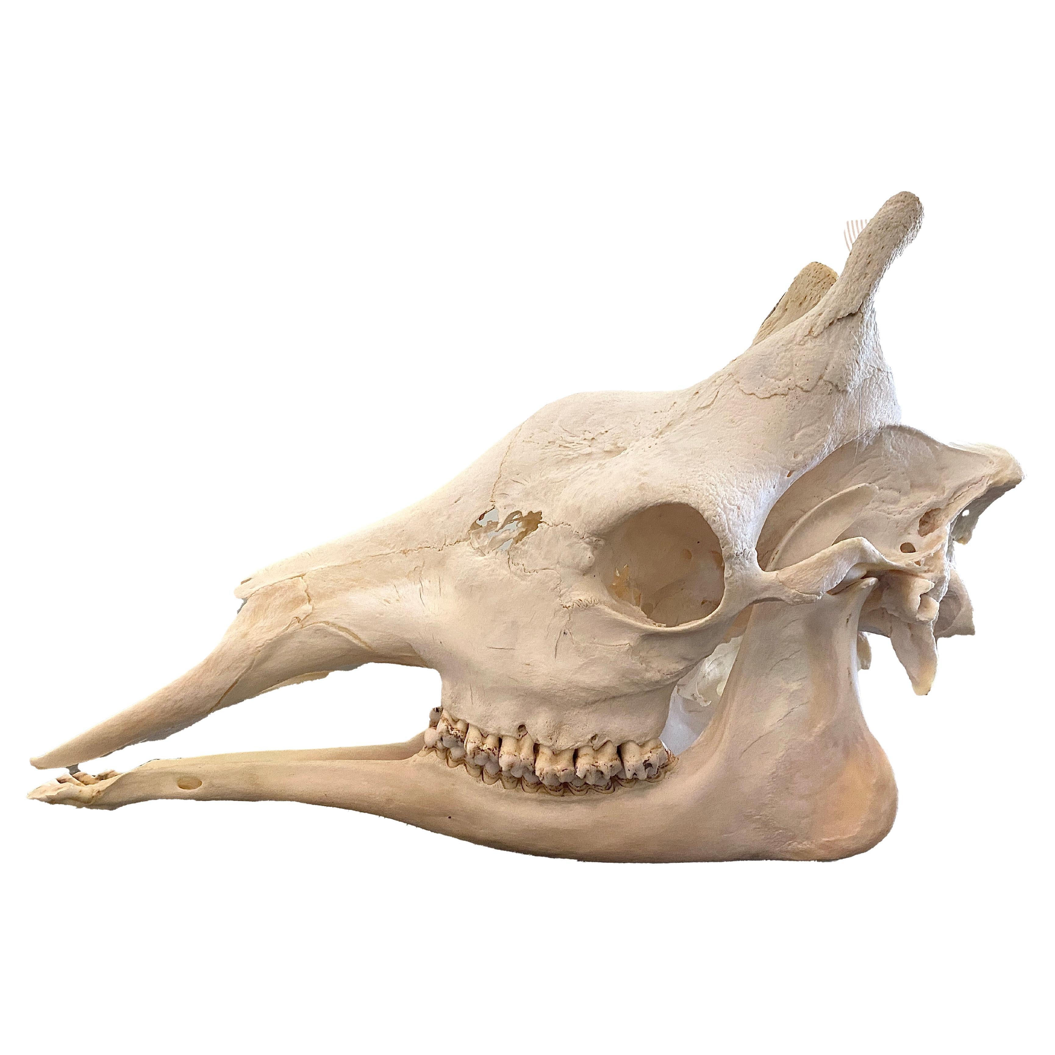Teschio di giraffa africana &New - Tassidermia - Decorazione per la casa e per l'armadio