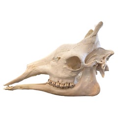 Collectibles and Curiosities