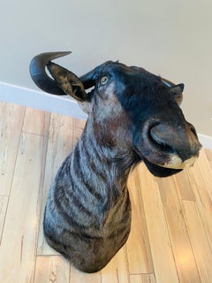 African Wildebeest Taxidermy Shoulder Mount Home Decor