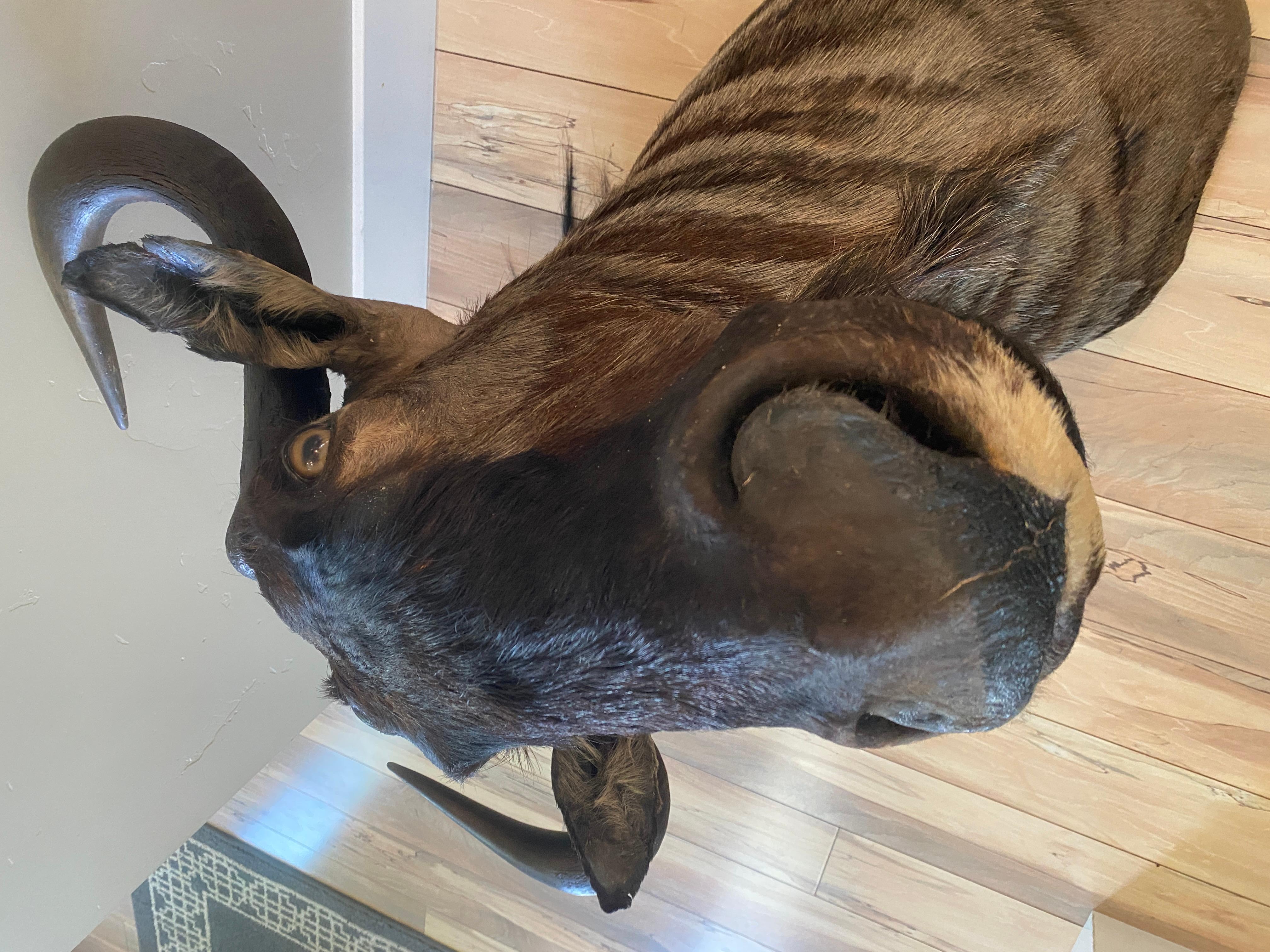 Nuova spalla tassidermica di gnu africano  Decorazioni per la casa ed espositori da parete In condizioni Nuovo in vendita a Farmington, UT