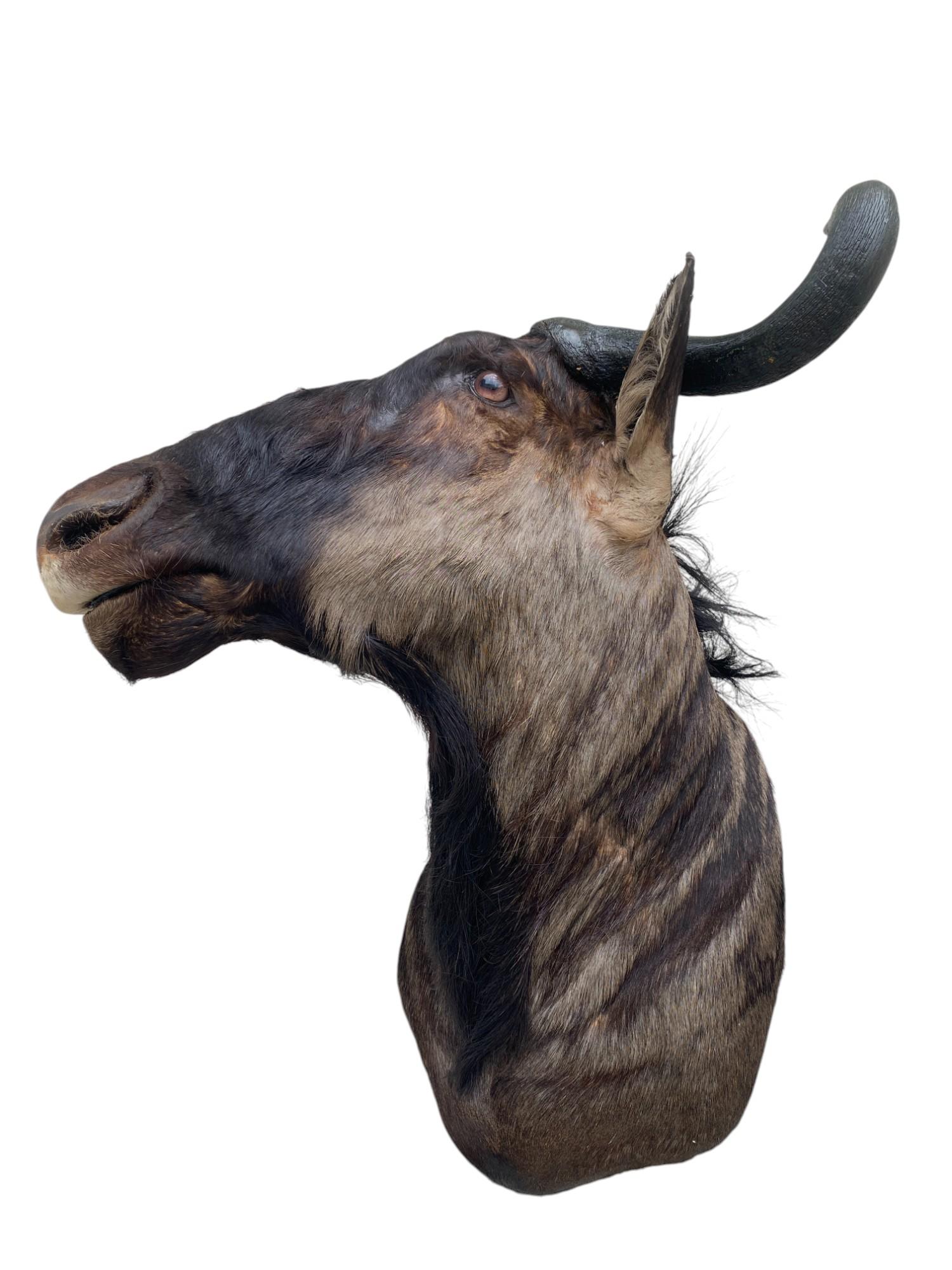 Animal Skin New African Wildebeest Taxidermy Shoulder Mount  Home Decor and Wall Furniture For Sale
