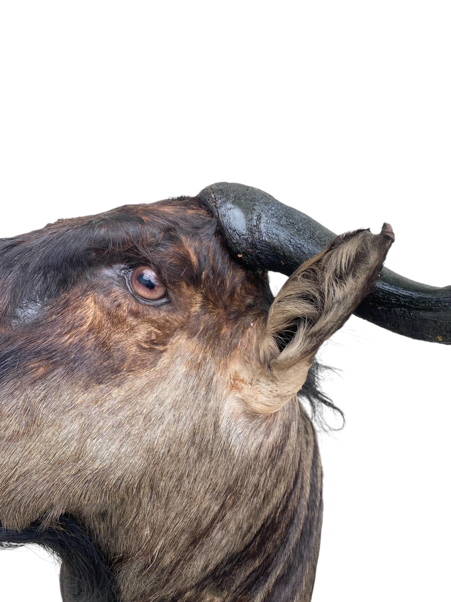 New African Wildebeest Taxidermy Shoulder Mount  Home Decor and Wall Furniture For Sale 1