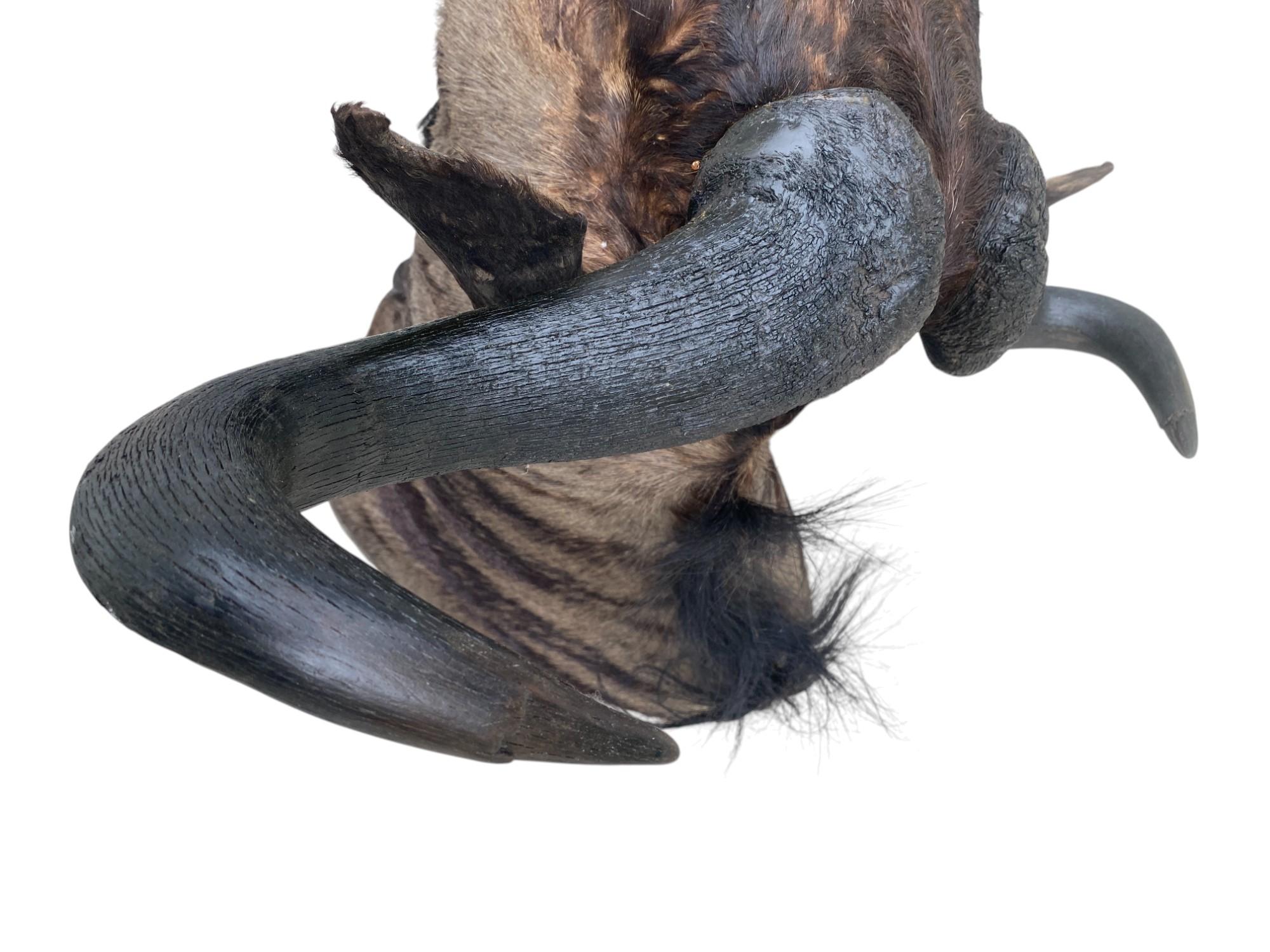 New African Wildebeest Taxidermy Shoulder Mount  Home Decor and Wall Furniture For Sale 2