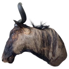 New African Wildebeest Taxidermy Shoulder Mount  Home Decor and Wall Furniture