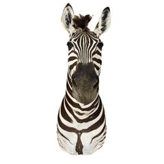 New Zebra Taxidermy Shoulder Mount Wall Furniture Artwork