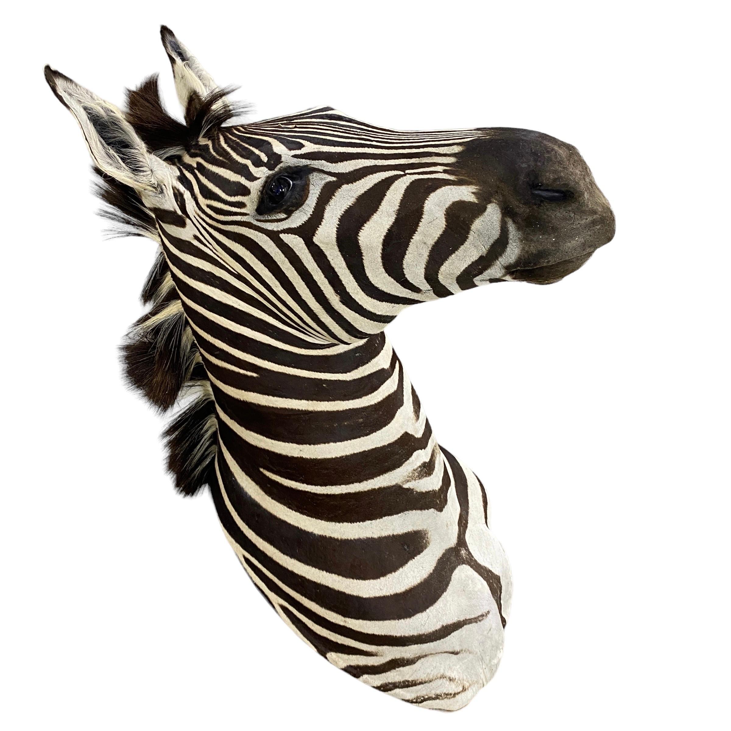 African New! Burchell Zebra Taxidermy Shoulder Mount In Excellent Condition  Artwork For Sale
