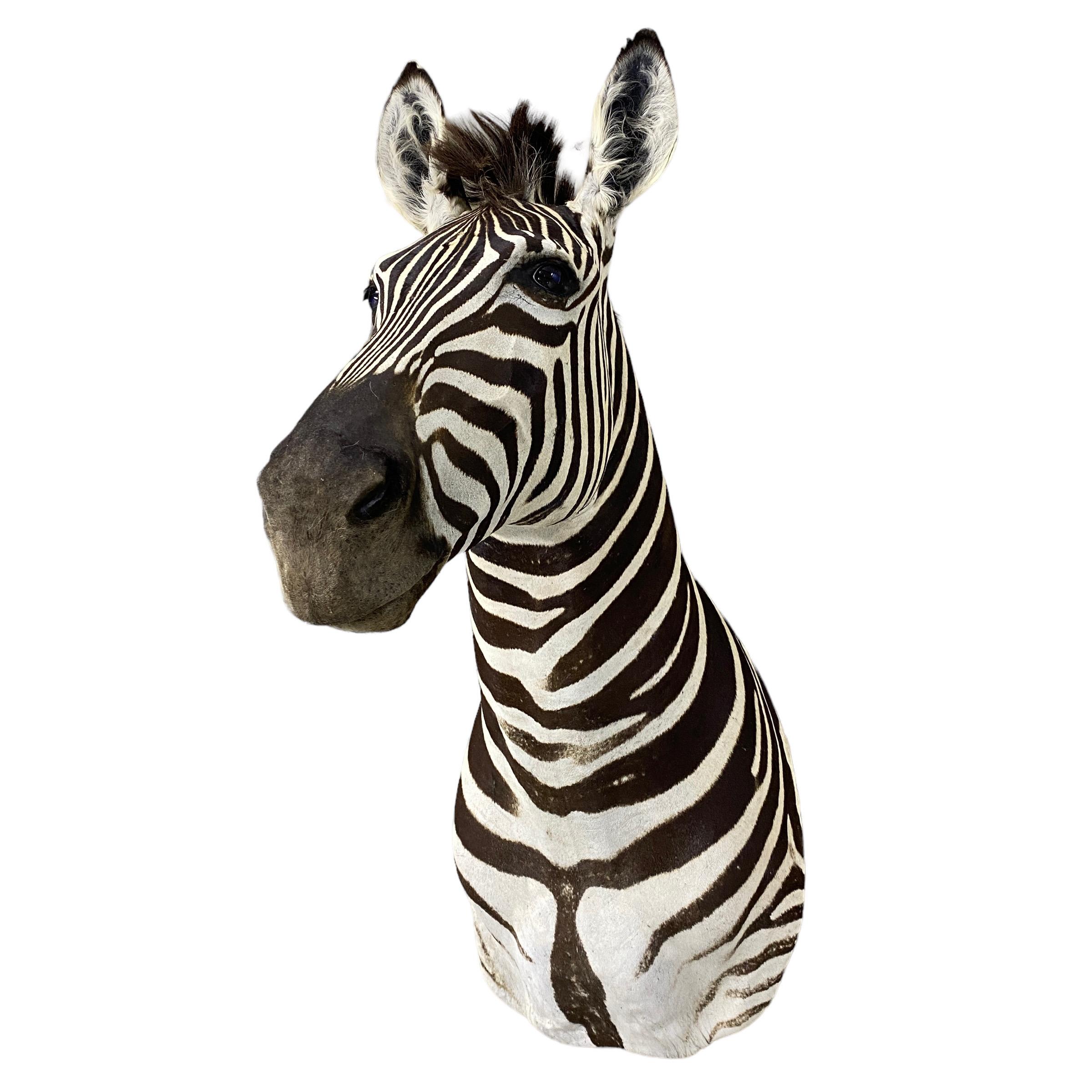 New! Burchell Zebra Taxidermy Shoulder Mount In Excellent Condition  Artwork In New Condition For Sale In Farmington, UT