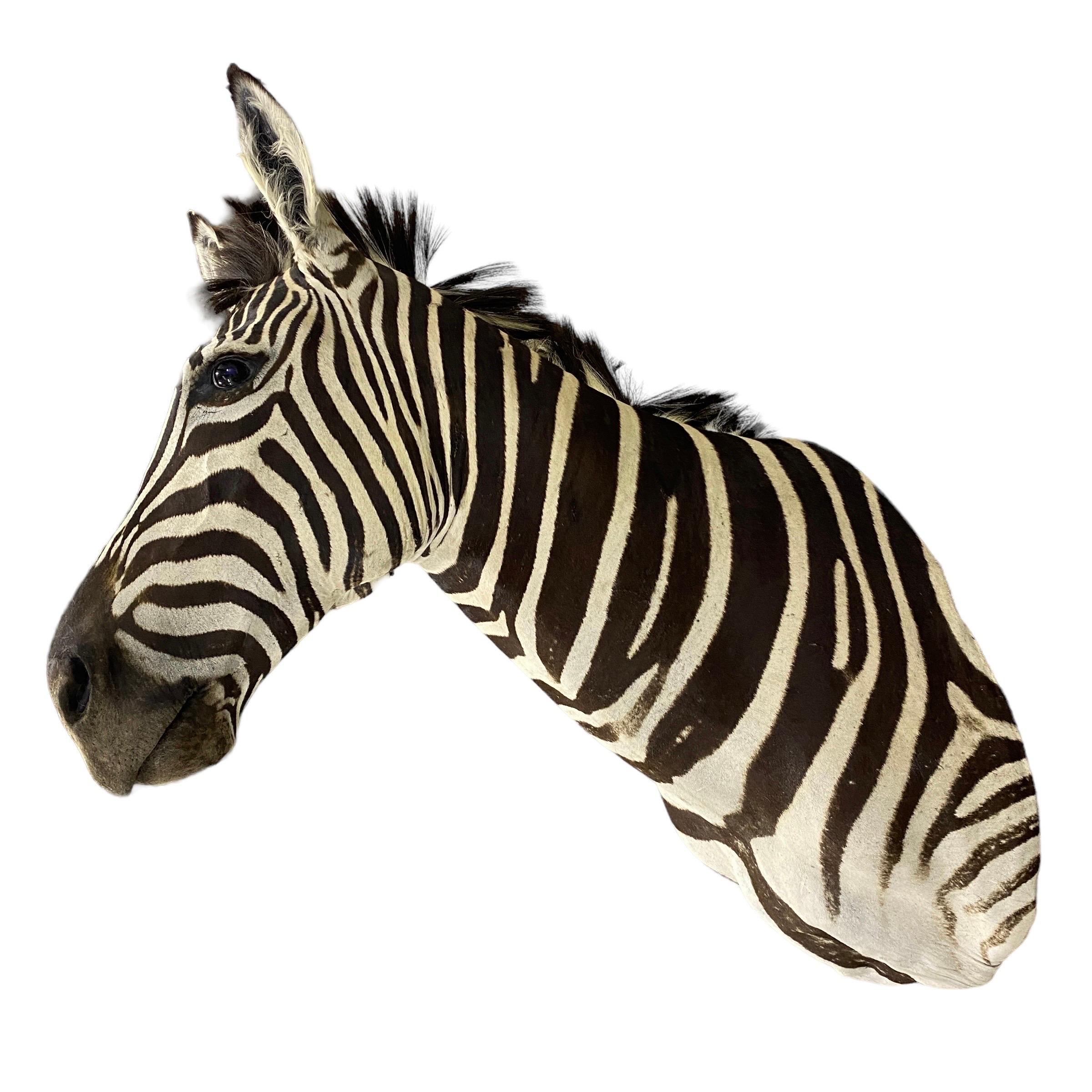 Contemporary New! Burchell Zebra Taxidermy Shoulder Mount In Excellent Condition  Artwork For Sale