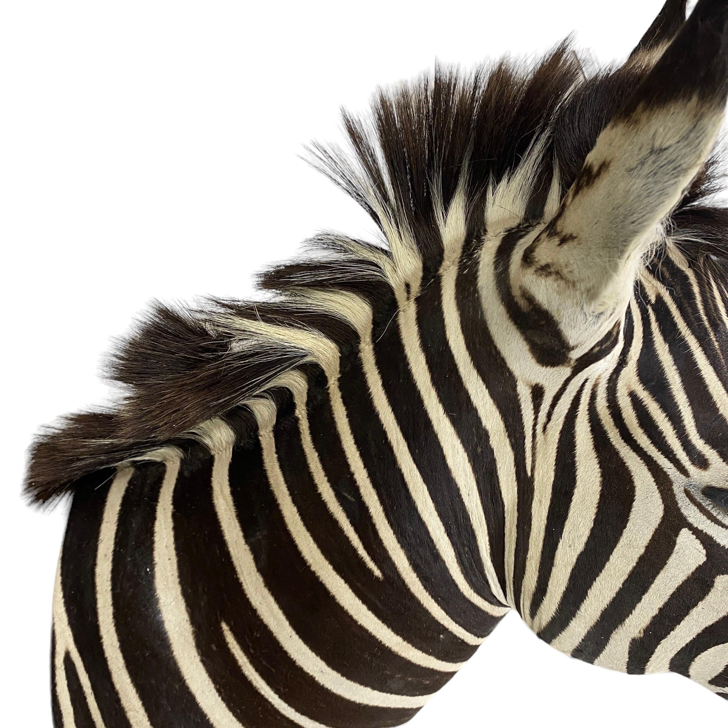 Zebra Hide New! Burchell Zebra Taxidermy Shoulder Mount In Excellent Condition  Artwork For Sale