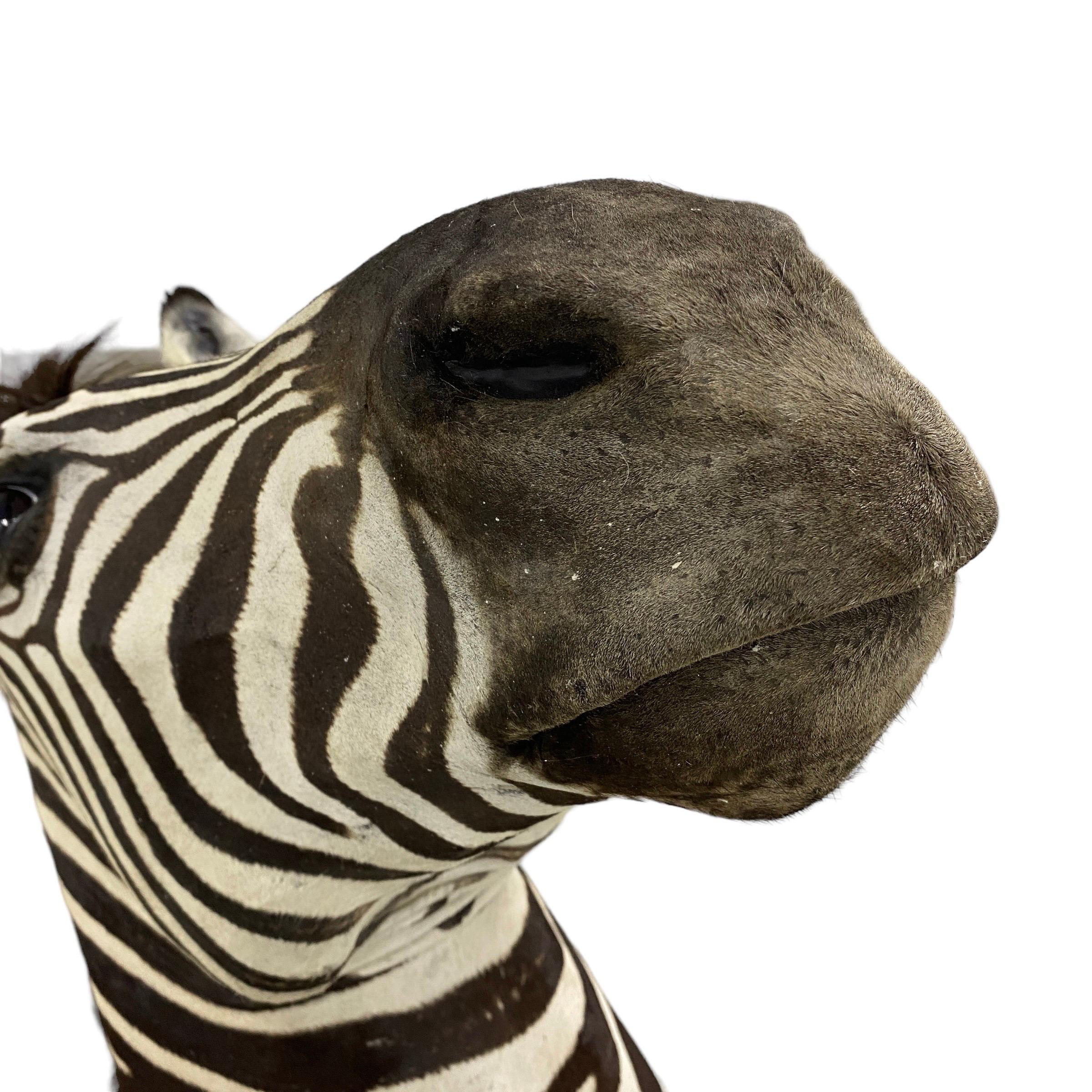 New! Burchell Zebra Taxidermy Shoulder Mount In Excellent Condition  Artwork For Sale 1