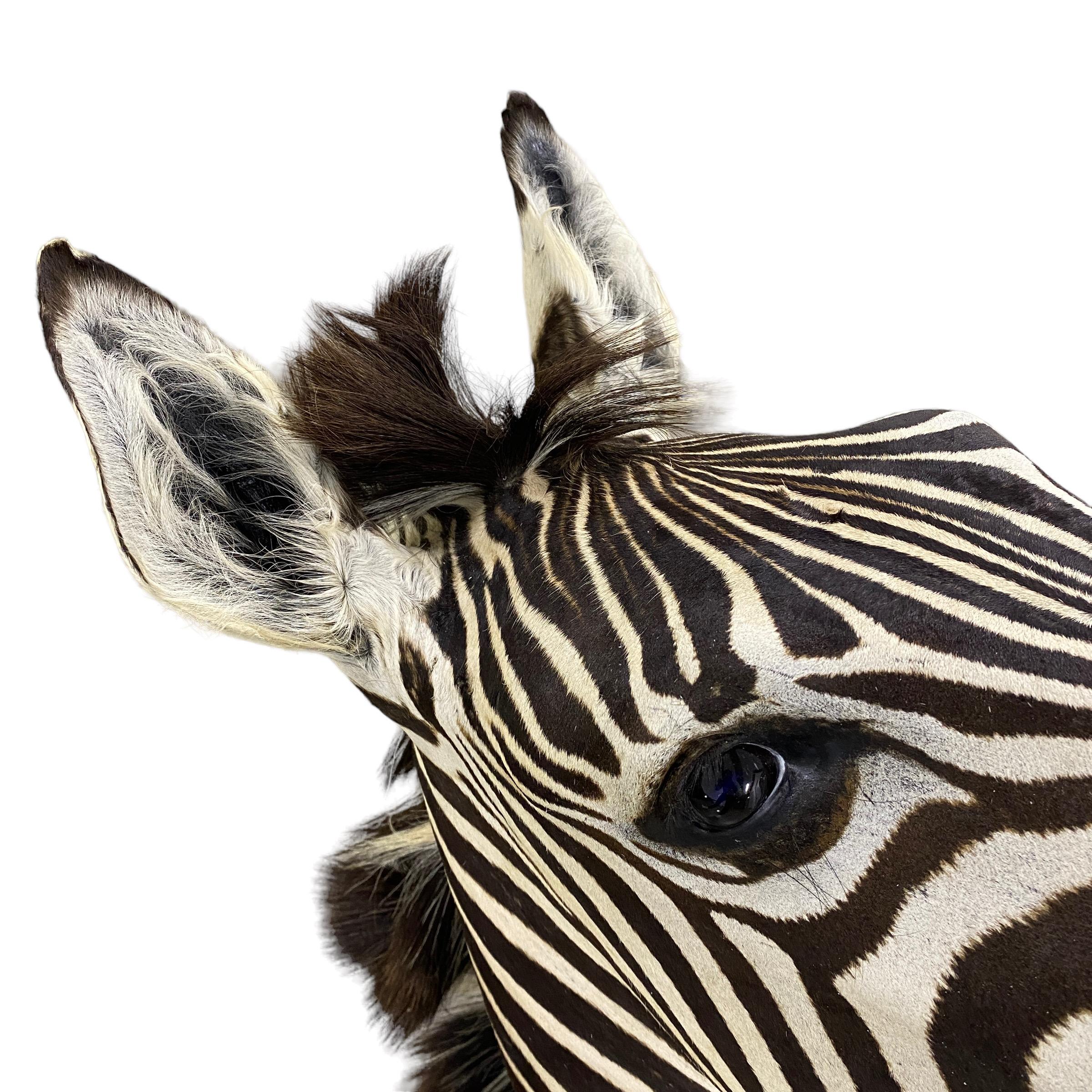 New! Burchell Zebra Taxidermy Shoulder Mount In Excellent Condition  Artwork For Sale 2