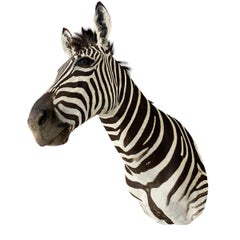 New! Burchell Zebra Taxidermy Shoulder Mount In Excellent Condition  Artwork