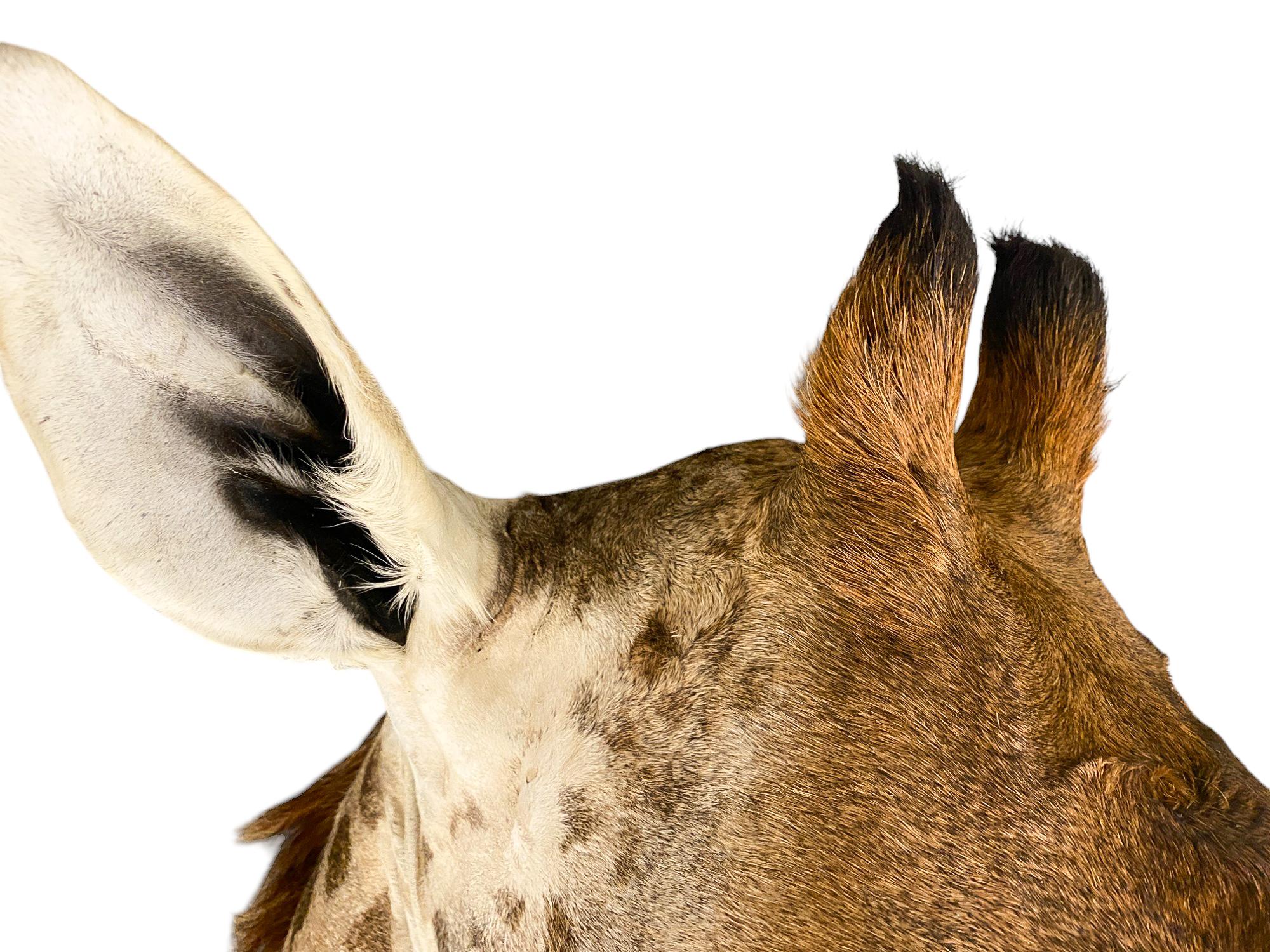 New! Giraffe Taxidermy Shoulder Mount In Excellent Condition for All Interiors For Sale 4