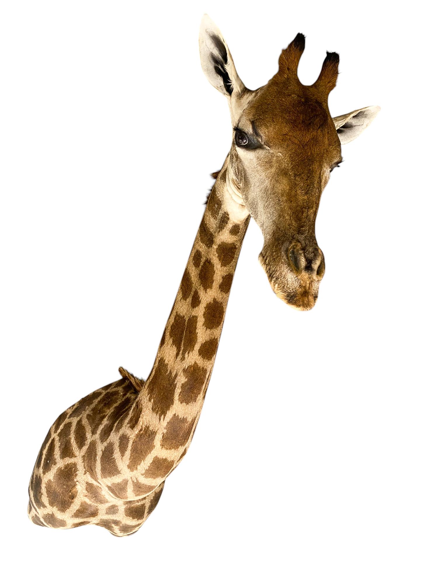 New! Giraffe Taxidermy Shoulder Mount In Excellent Condition for All Interiors For Sale 5