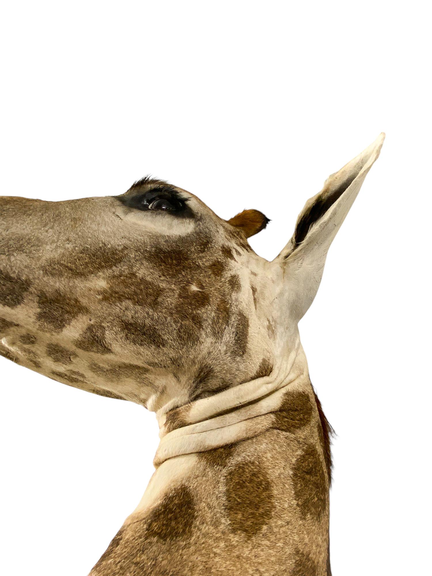 African New! Giraffe Taxidermy Shoulder Mount In Excellent Condition for All Interiors For Sale