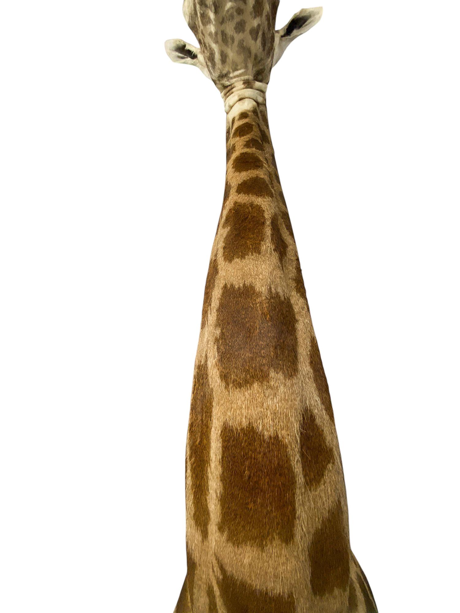 Contemporary New! Giraffe Taxidermy Shoulder Mount In Excellent Condition for All Interiors For Sale