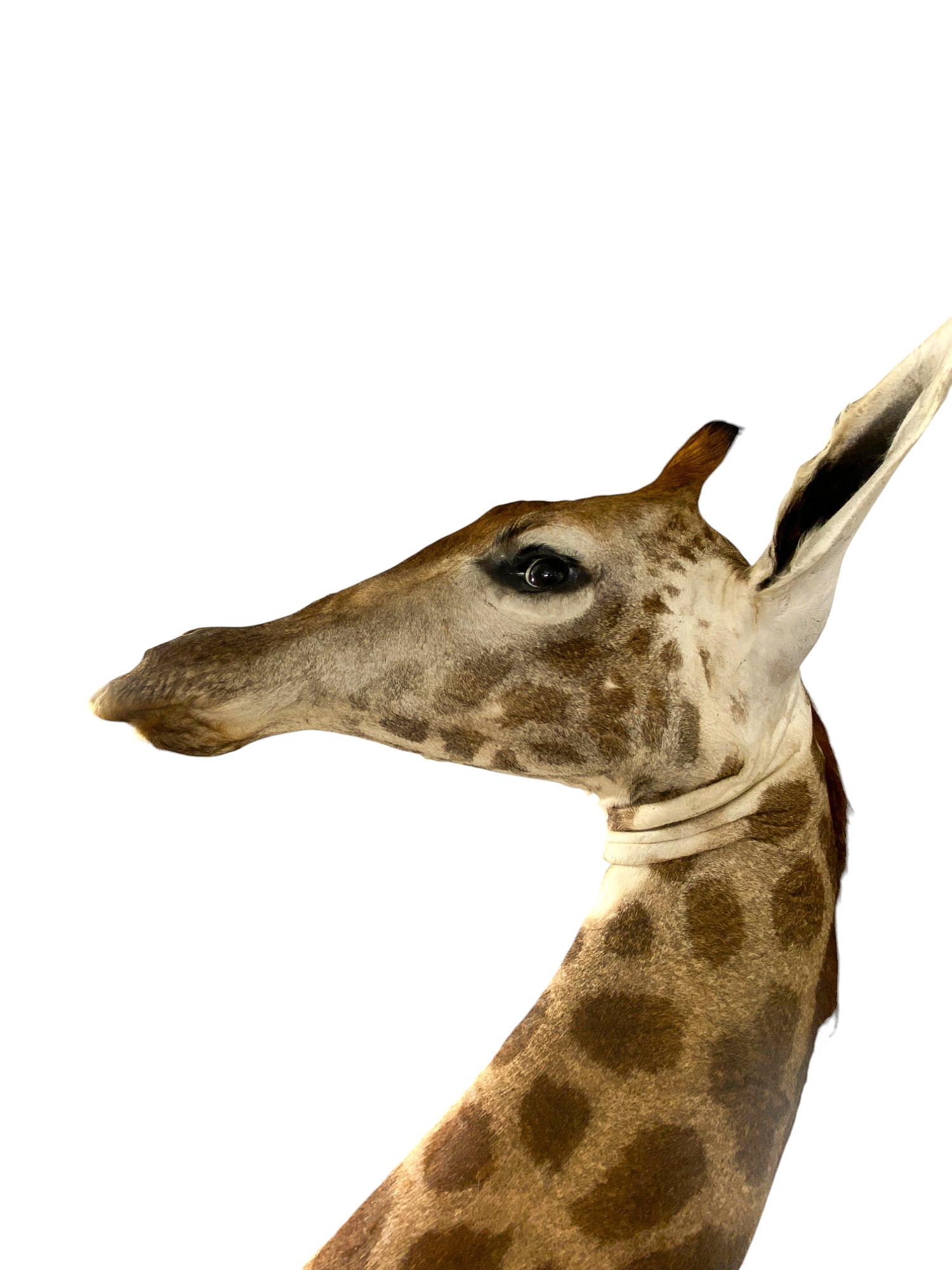 Hide New! Giraffe Taxidermy Shoulder Mount In Excellent Condition for All Interiors For Sale