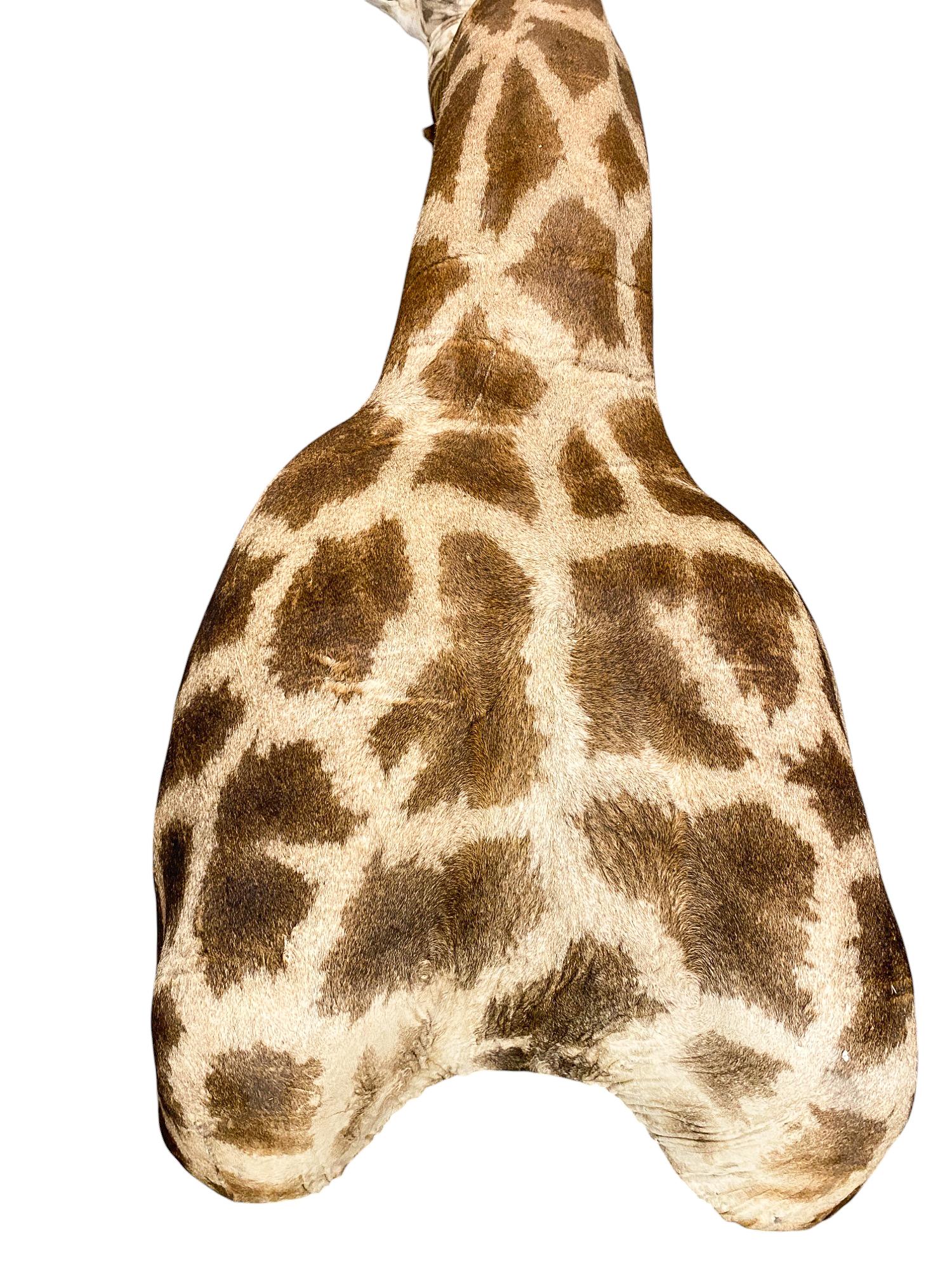 New! Giraffe Taxidermy Shoulder Mount In Excellent Condition for All Interiors For Sale 1