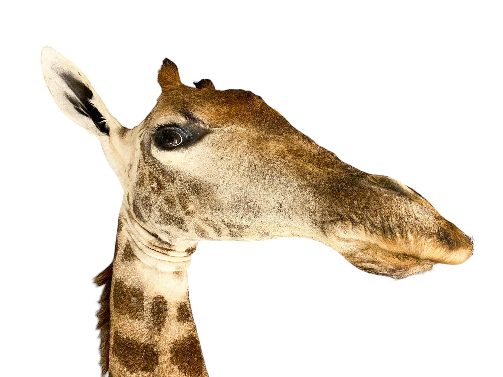 New! Giraffe Taxidermy Shoulder Mount In Excellent Condition for All Interiors For Sale 2