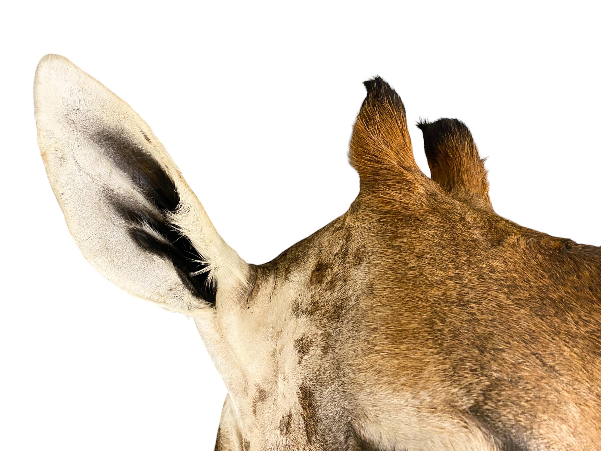New! Giraffe Taxidermy Shoulder Mount In Excellent Condition for All Interiors For Sale 3
