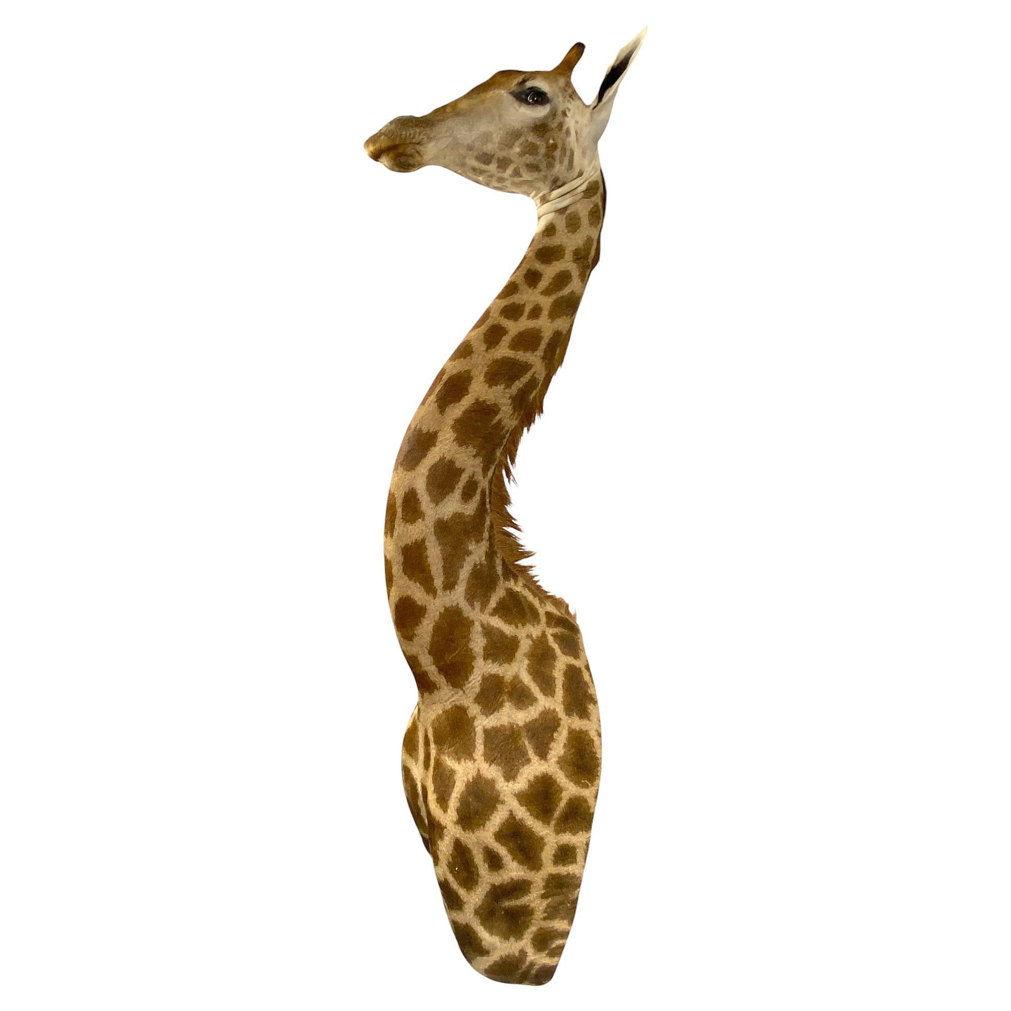 New! Giraffe Taxidermy Shoulder Mount In Excellent Condition for All Interiors For Sale