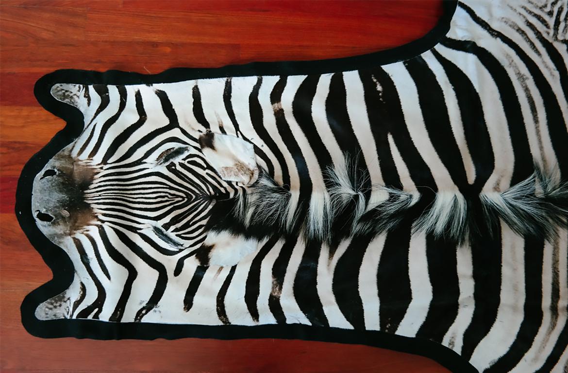 New Premium Felted Trophy Grade Burchell Zebra Skin Rug Hide Carpet Siglo XXI y contemporáneo