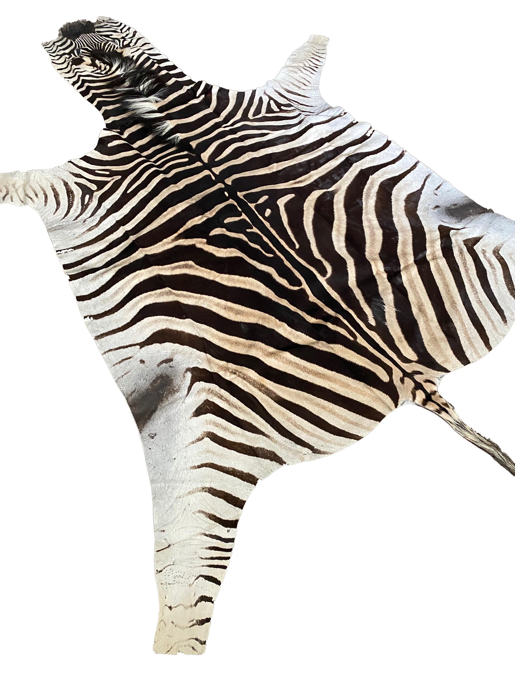 African New Non Felted Trophy Grade Burchell Zebra Skin Rug Hide Carpet Decor Flooring For Sale