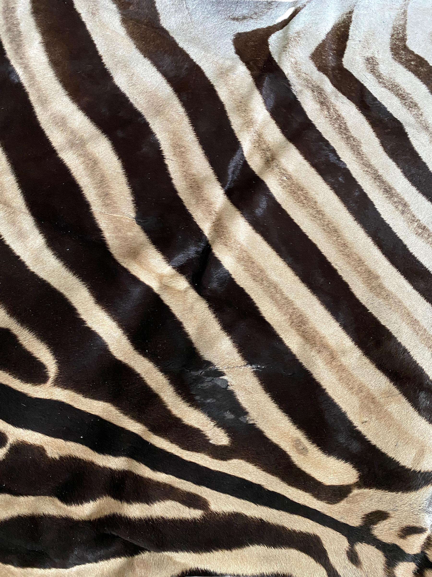 New Non Felted Trophy Grade Burchell Zebra Skin Rug Hide Carpet Decor Flooring In New Condition For Sale In Farmington, UT