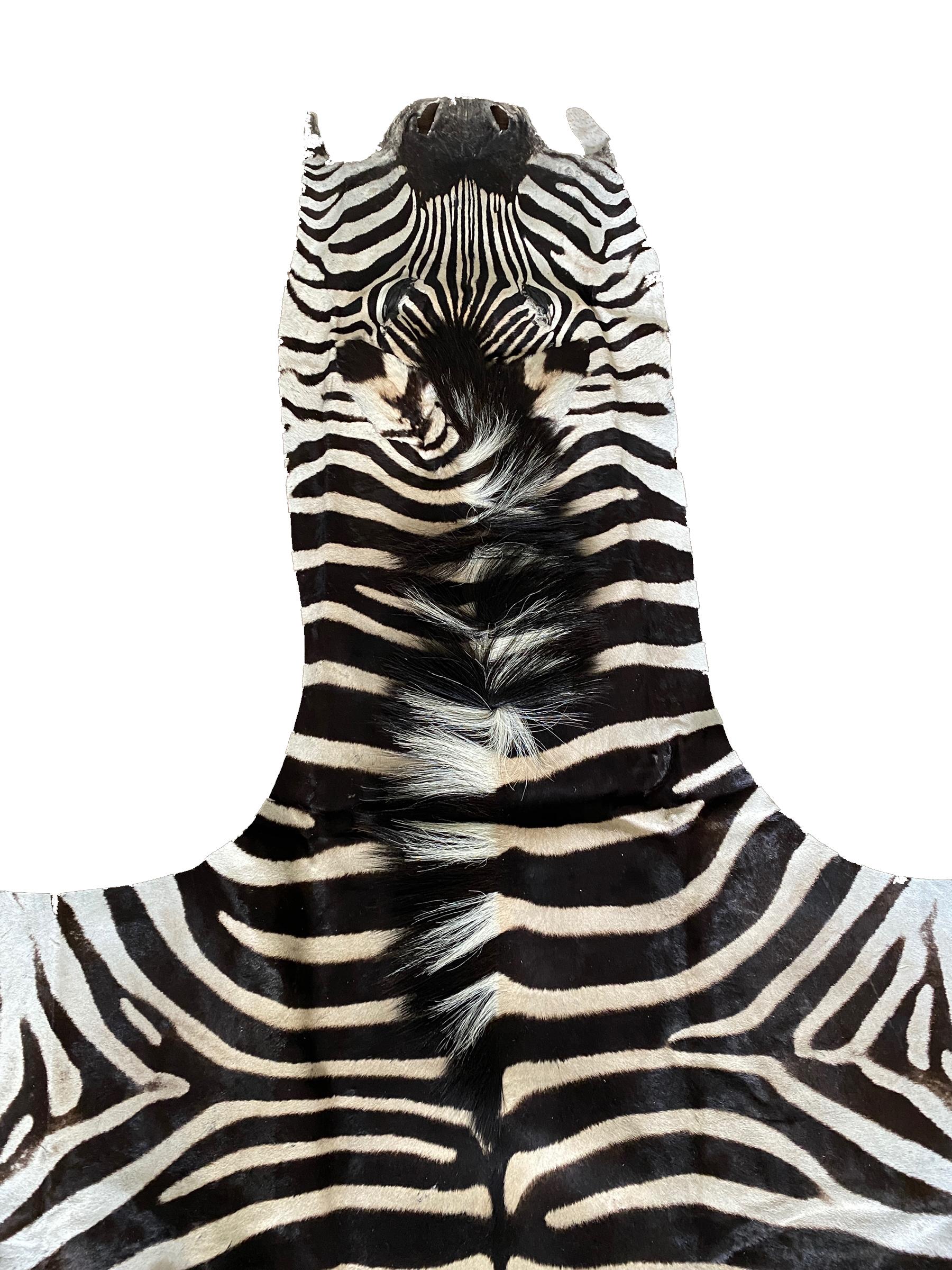 Contemporary New Non Felted Trophy Grade Burchell Zebra Skin Rug Hide Carpet Decor Flooring For Sale