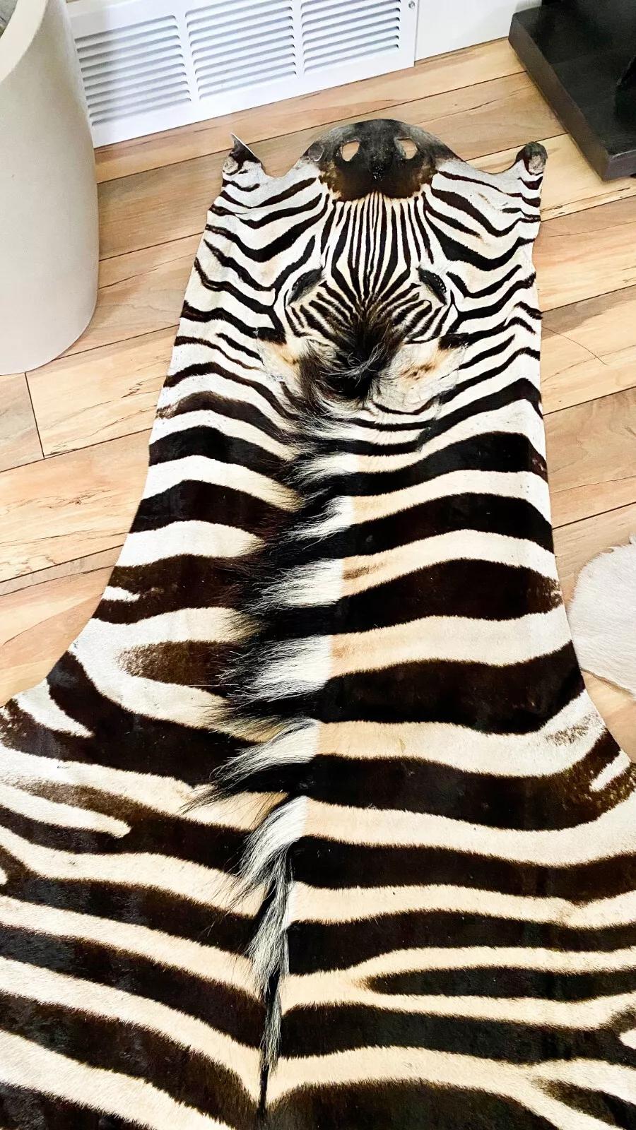 New Non Felted Trophy Grade Burchell Zebra Skin Rug Hide Carpet Decor Flooring For Sale 2