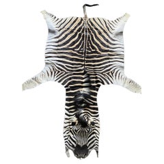 New Premium Non Felted Trophy Grade Burchell Zebra Skin Rug Hide Carpet