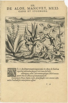 Flora del Nuovo Mondo: Aloe, Maguey e piante messicane nell'opera di De Bry del 1601
