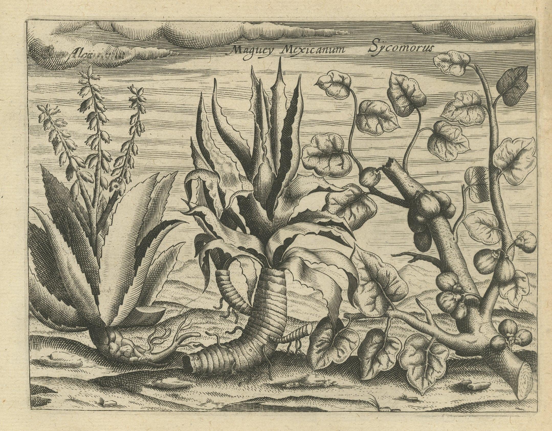 Gravé Flora: Aloe, Maguey et Mexican Plants in De Bry's 1601 Work en vente