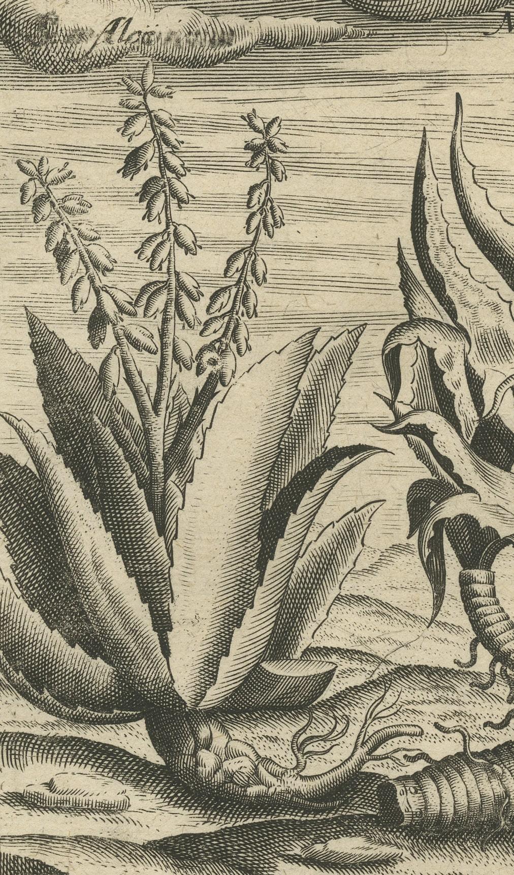 Flora: Aloe, Maguey et Mexican Plants in De Bry's 1601 Work État moyen - En vente à Langweer, NL