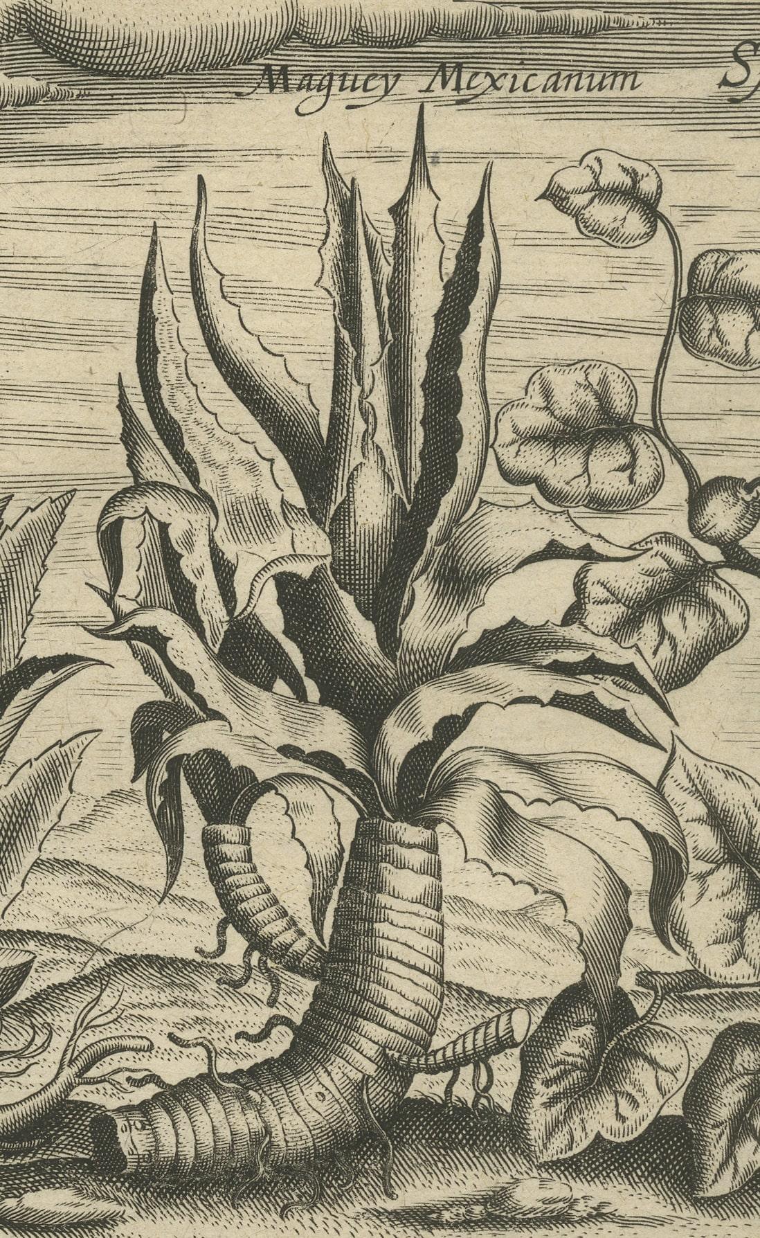17ème siècle Flora: Aloe, Maguey et Mexican Plants in De Bry's 1601 Work en vente