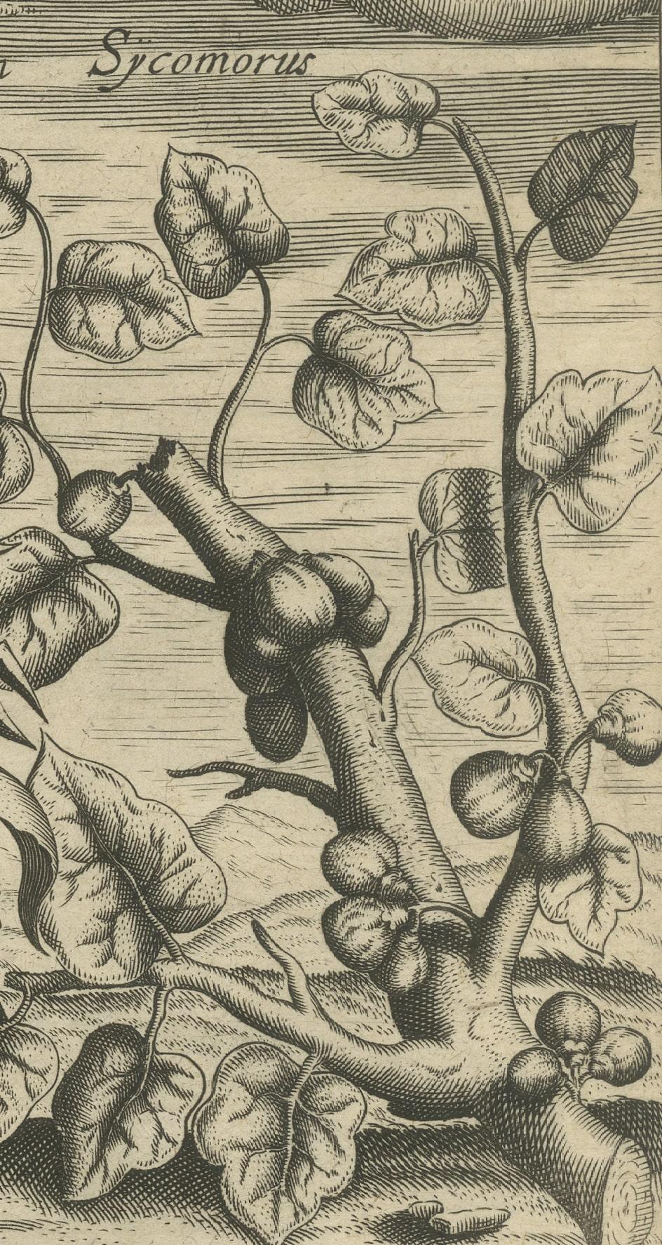 Papier Flora: Aloe, Maguey et Mexican Plants in De Bry's 1601 Work en vente