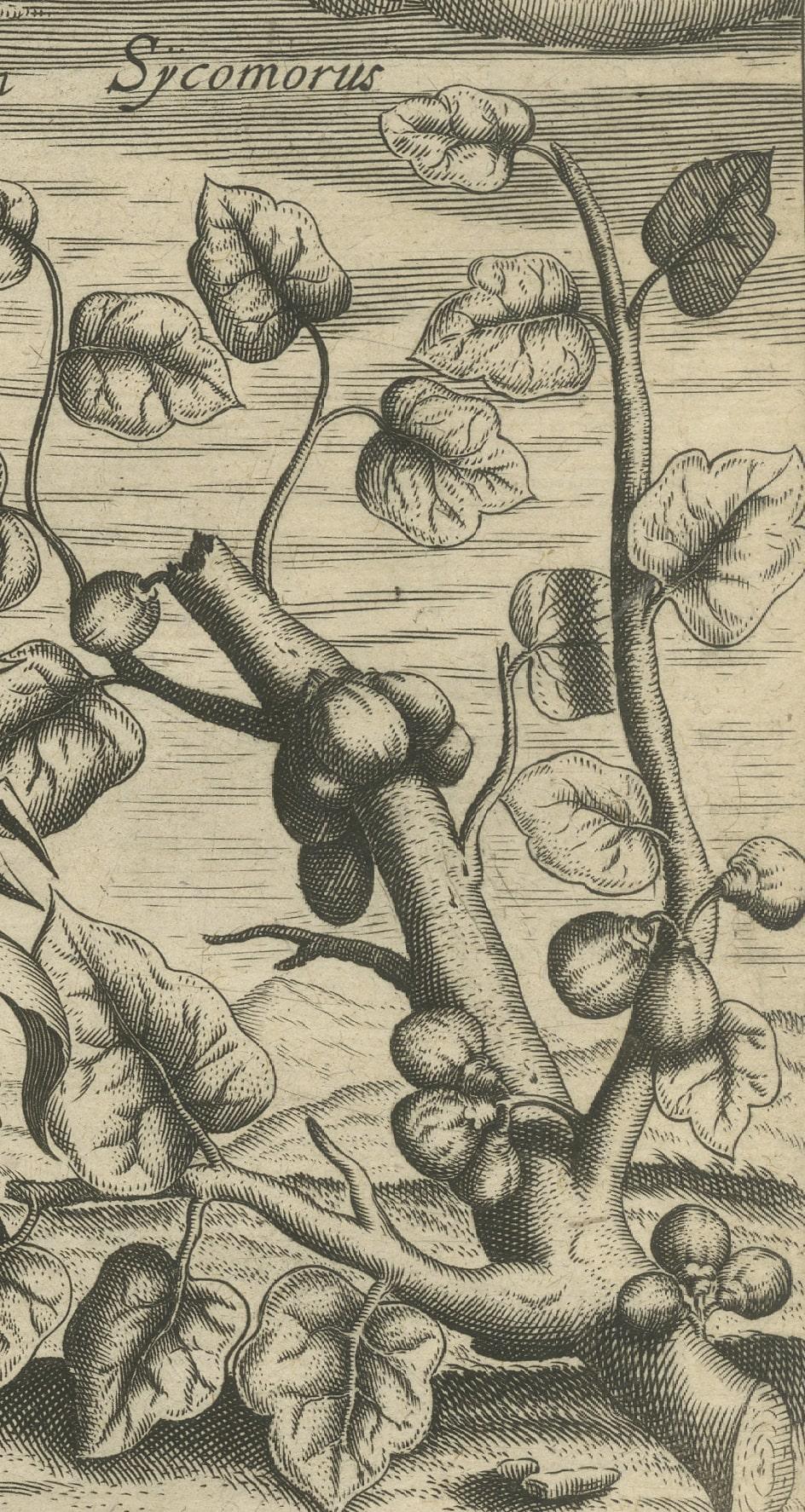 New World Flora: Aloe, Maguey, and Mexican Plants in De Bry's 1601 Work In Fair Condition For Sale In Langweer, NL